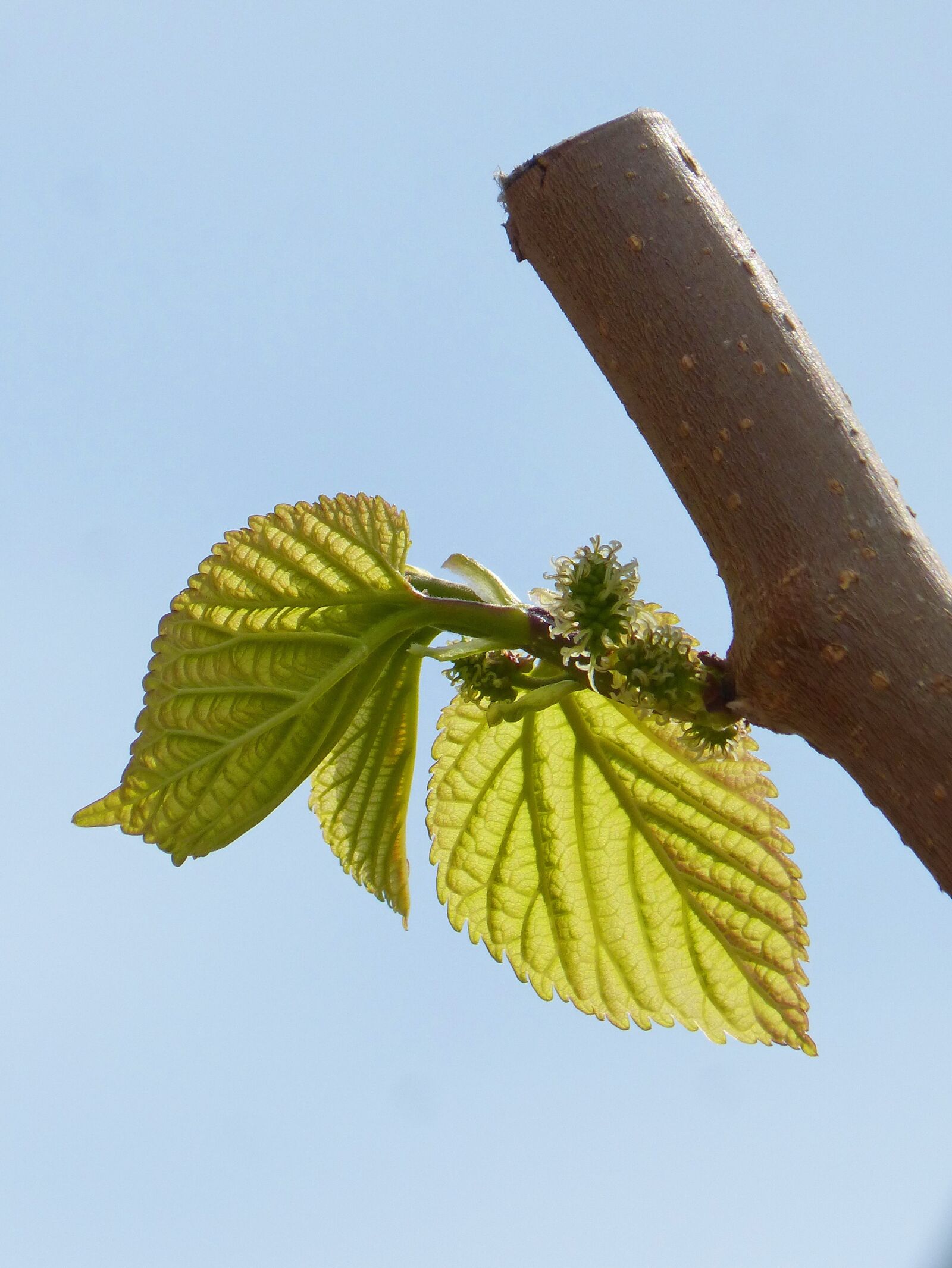 Panasonic DMC-FZ62 sample photo. Leaves, outbreaks, mulberry photography