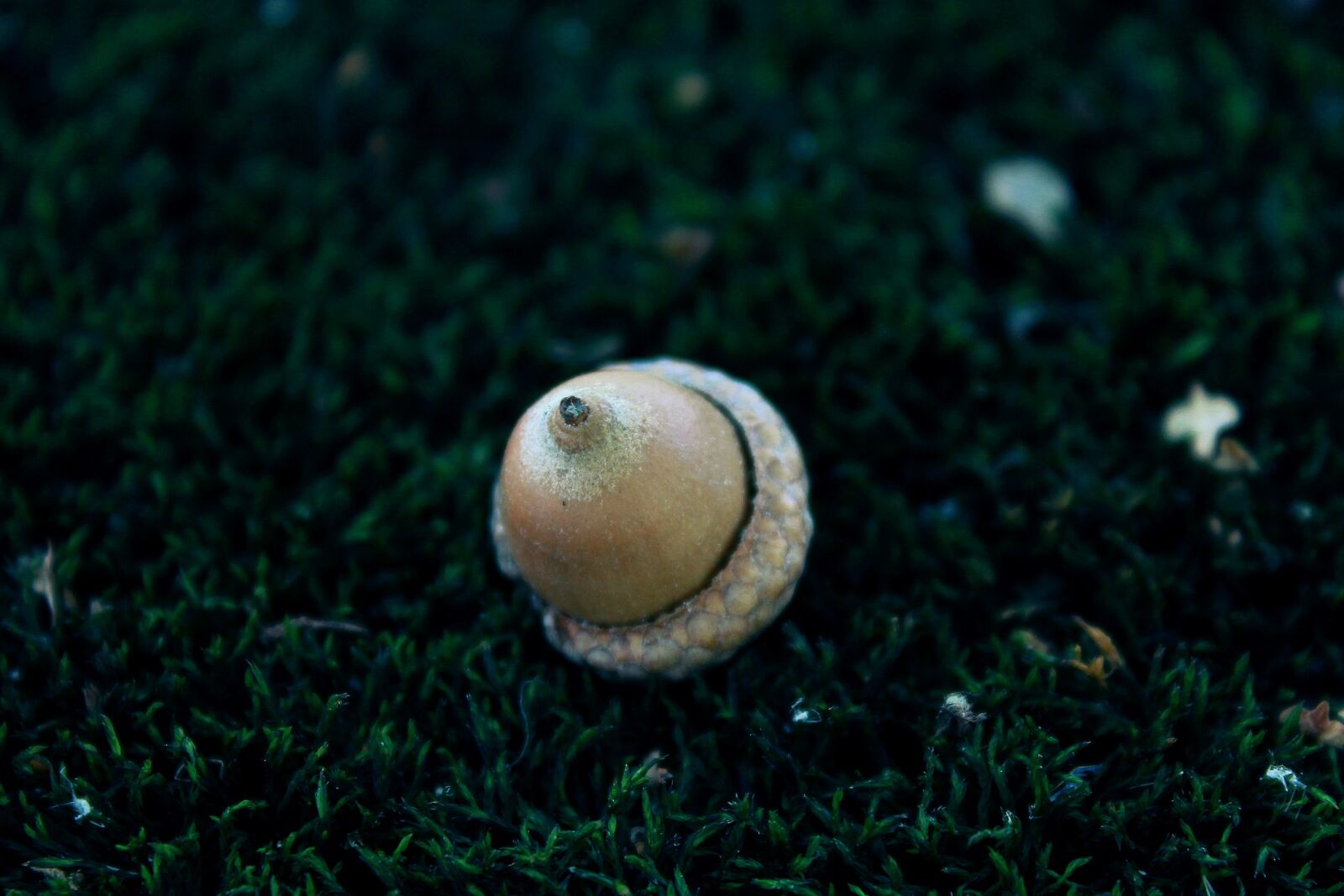 Canon EOS 1200D (EOS Rebel T5 / EOS Kiss X70 / EOS Hi) sample photo. Acorn, moss, nature photography