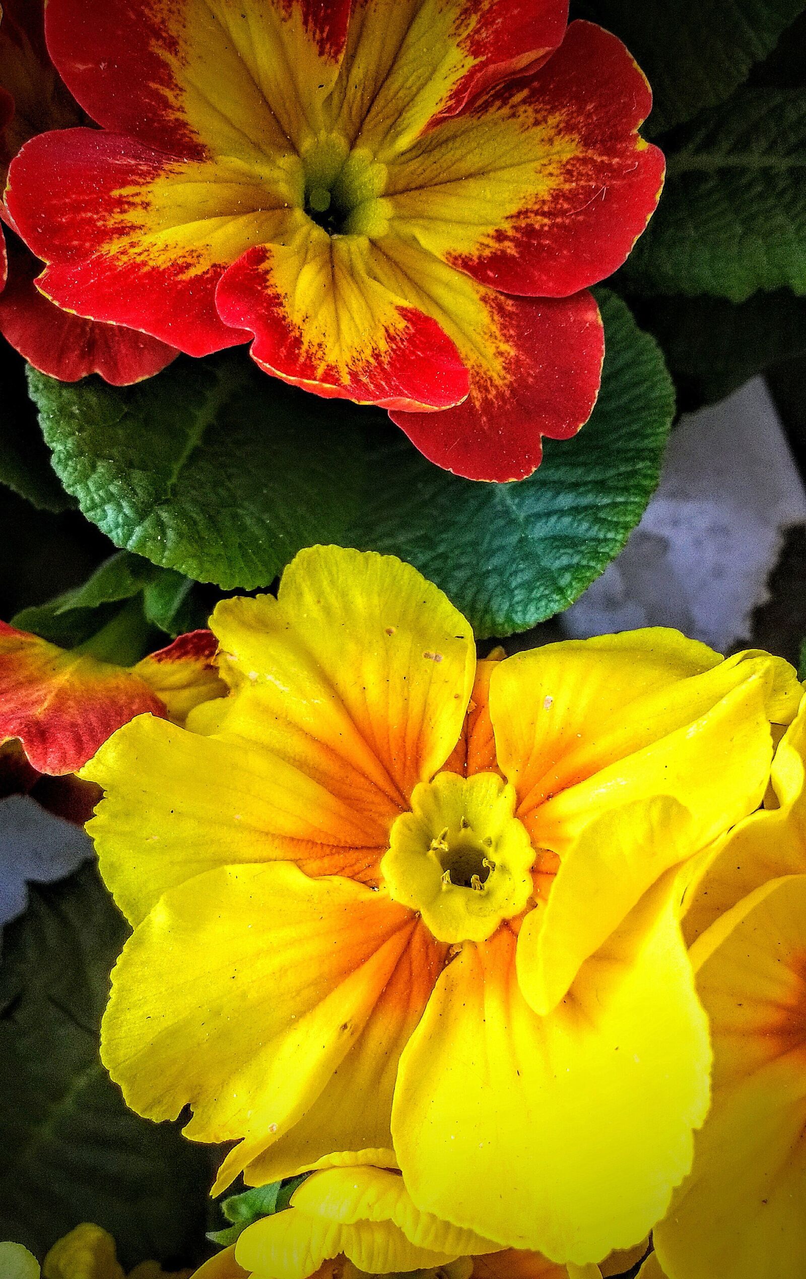 Motorola Moto G (4) sample photo. Flowers, nature, leaf photography