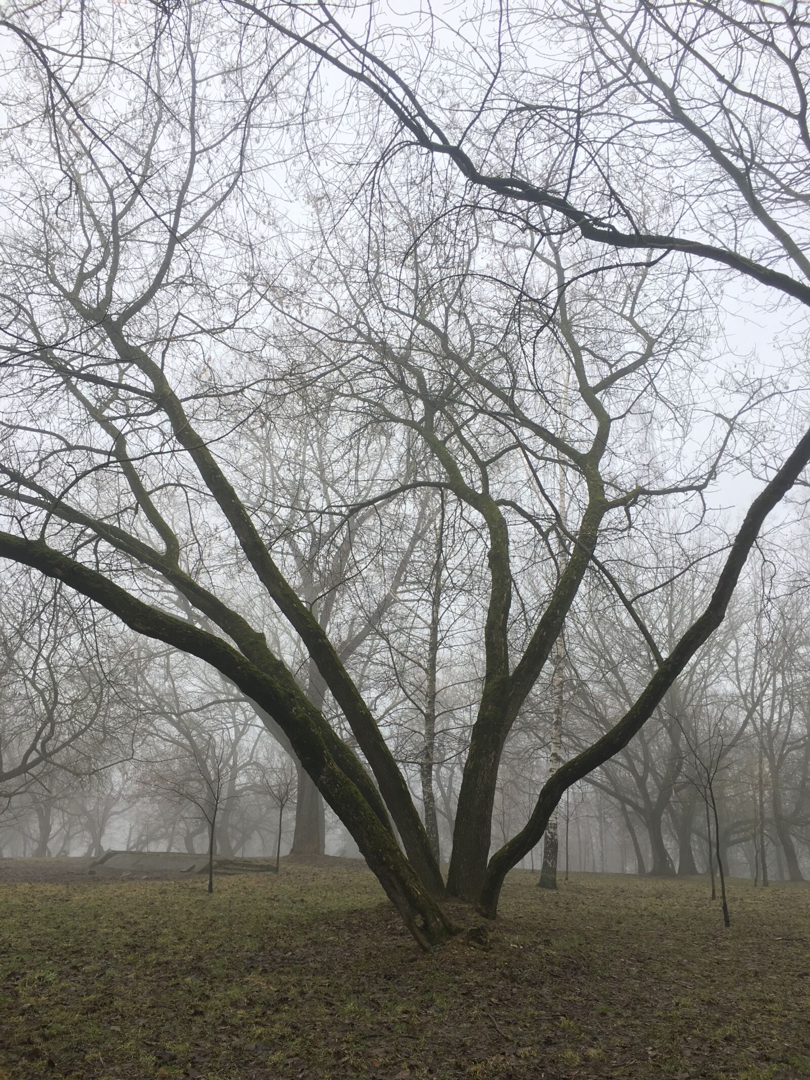 Apple iPhone 6s sample photo. Foggy photography