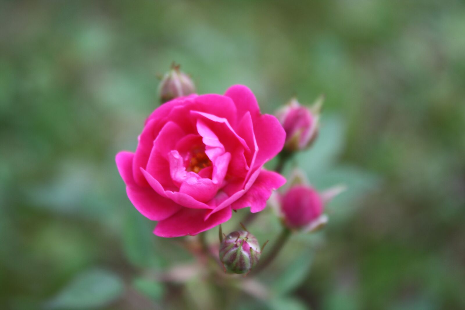 Canon EOS 1000D (EOS Digital Rebel XS / EOS Kiss F) sample photo. Rosa, rosinha, flower photography
