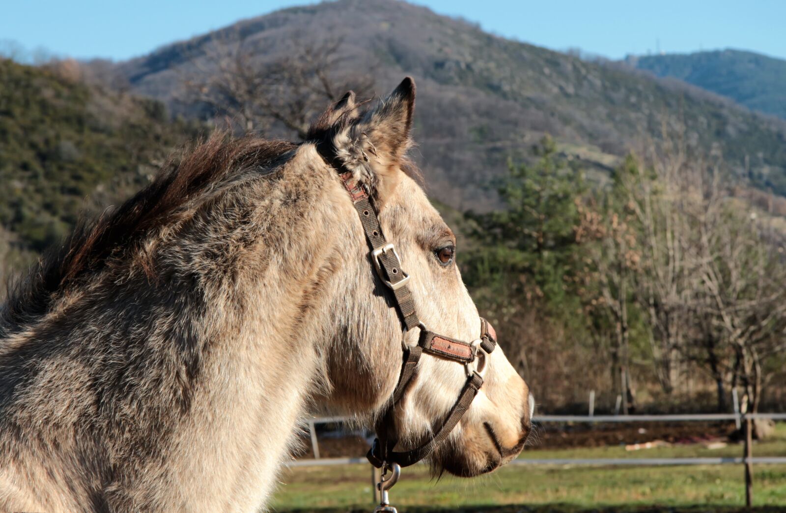 Canon EF-S 17-85mm F4-5.6 IS USM sample photo. Nature, animal, pony photography