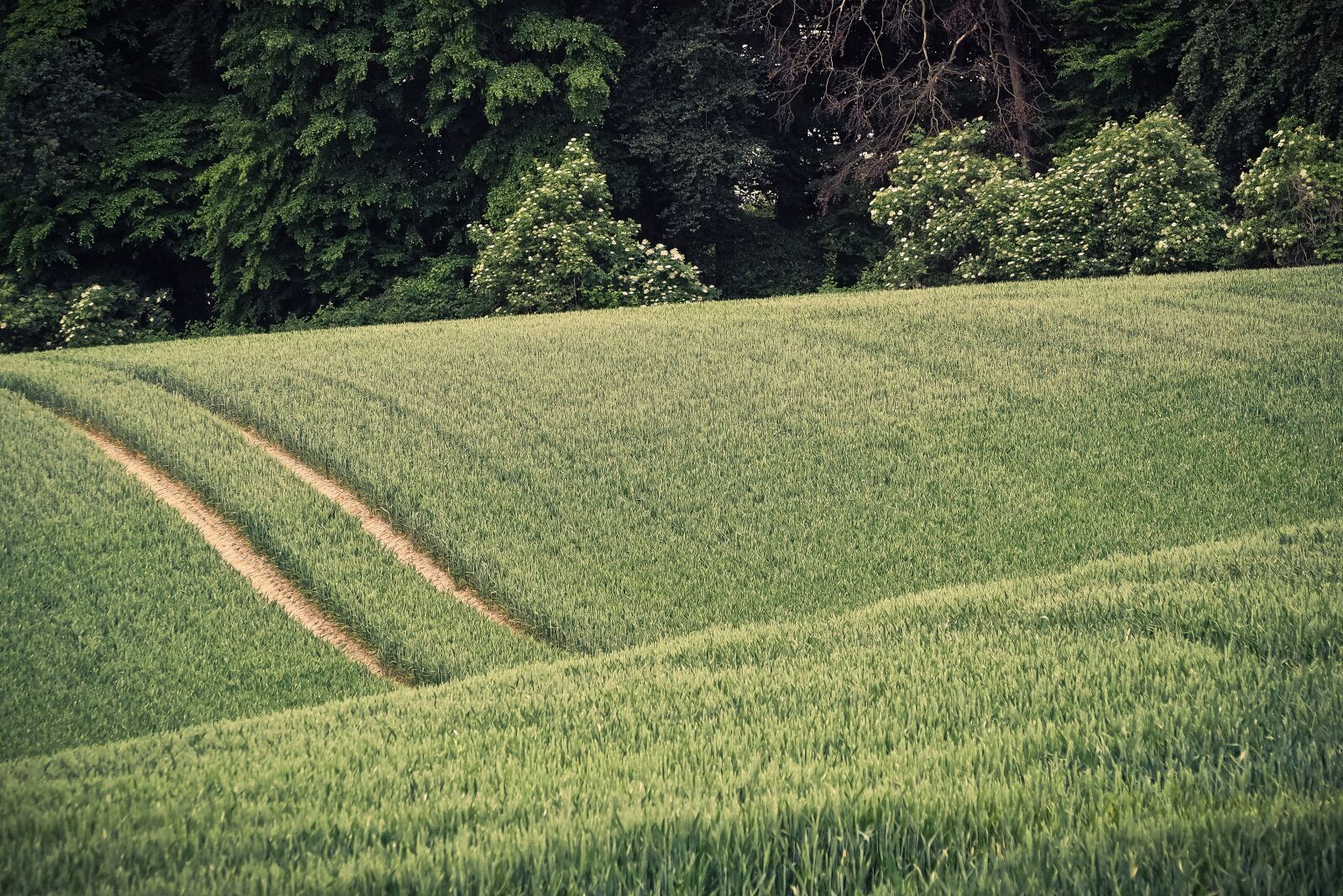 Olympus OM-D E-M10 sample photo. Grain, spike, field photography