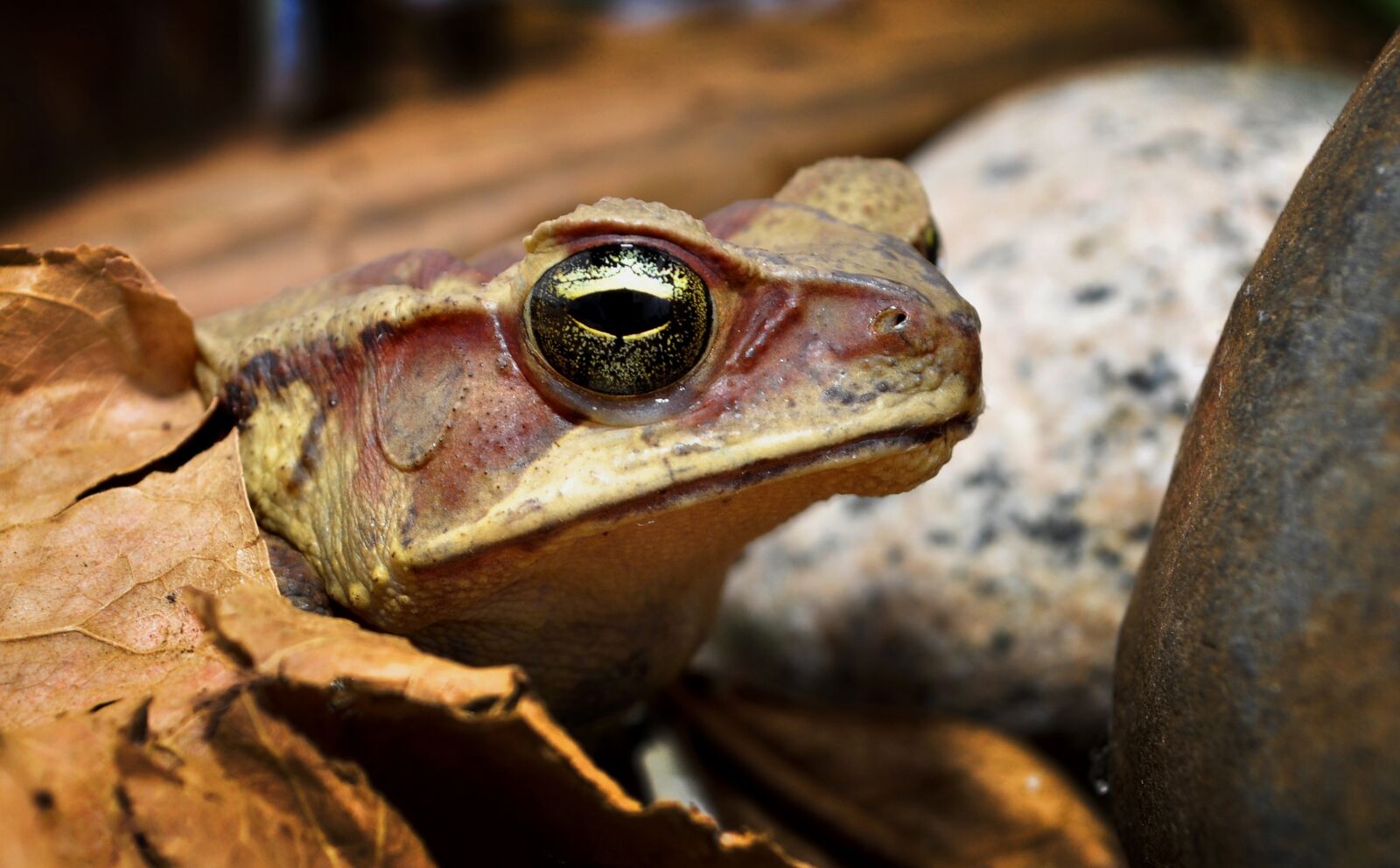 Nikon D90 sample photo. Frog, amphibians, anuran photography