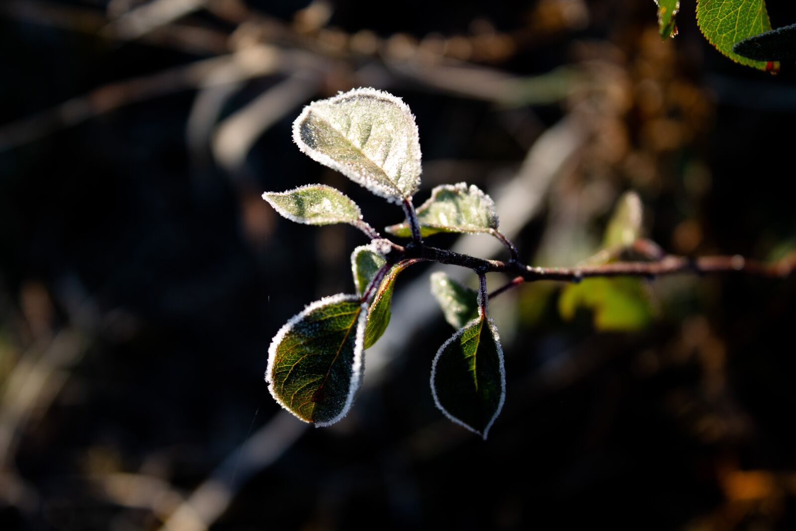Canon EOS 1100D (EOS Rebel T3 / EOS Kiss X50) sample photo. Frost, autumn, plant photography