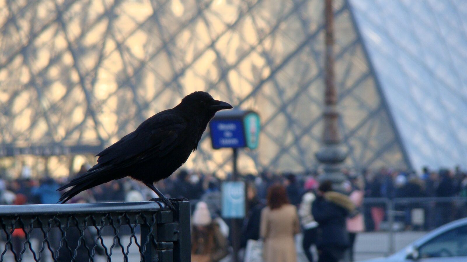 Sony Cyber-shot DSC-H50 sample photo. Crow, bird, animal photography