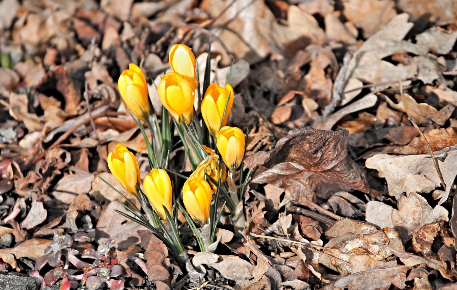 Canon EOS 1100D (EOS Rebel T3 / EOS Kiss X50) sample photo. Crocus, yellow, bud photography