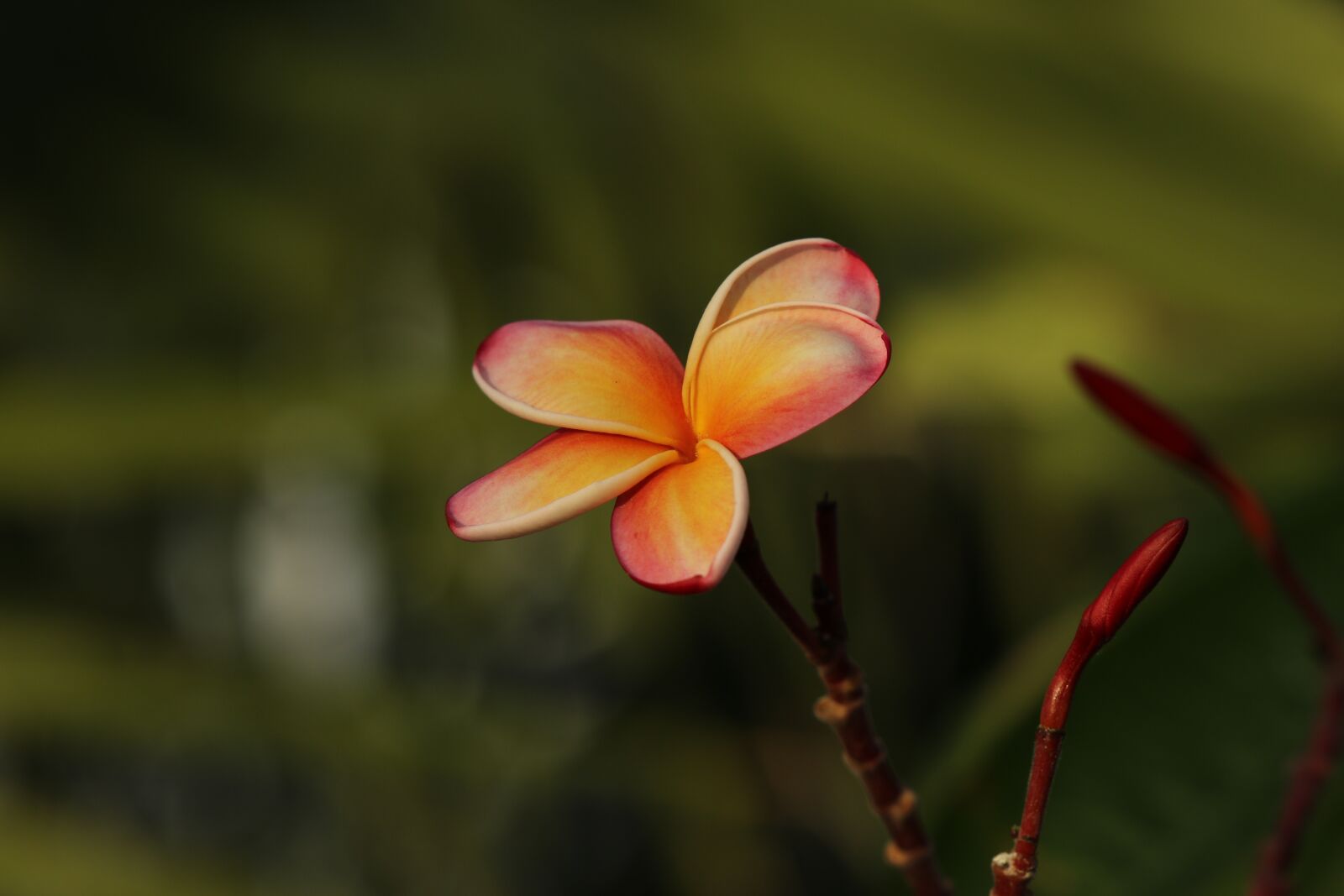 Canon EOS 7D Mark II sample photo. Flower, pink, plumeria photography