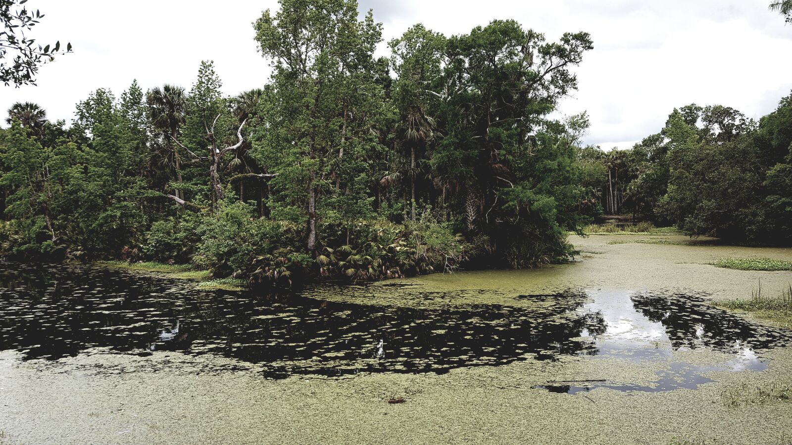Samsung Galaxy S6 sample photo. Trees, creek, water photography