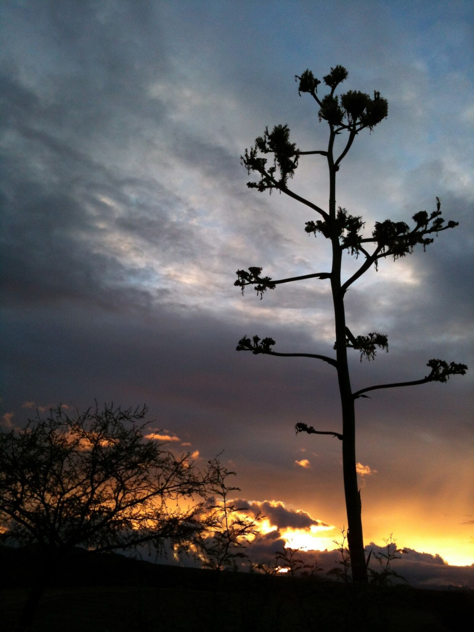 Apple iPhone 3GS sample photo. Sunset, landscape, trees photography