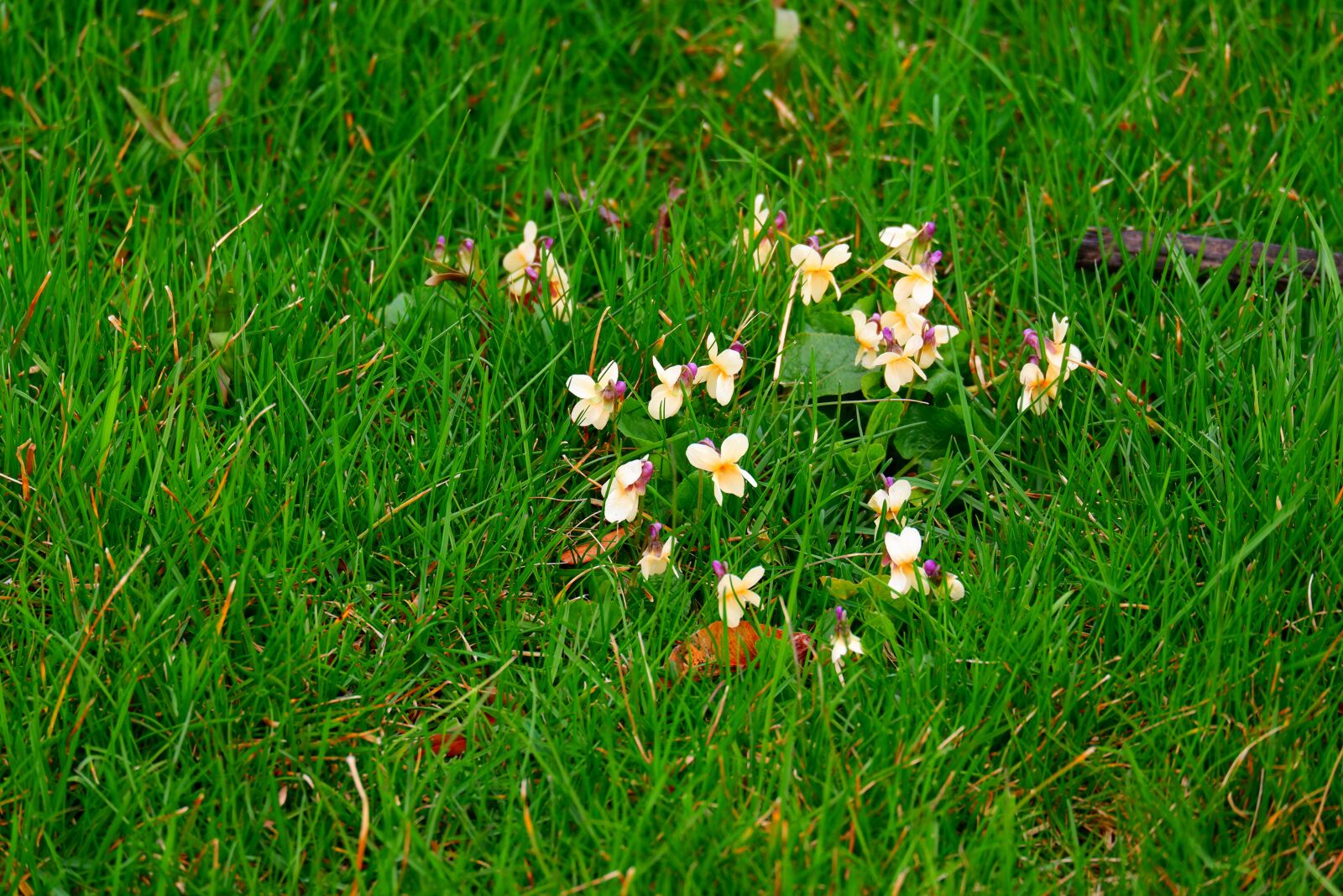 Fujifilm X-A5 sample photo. Spring, nature, grass photography