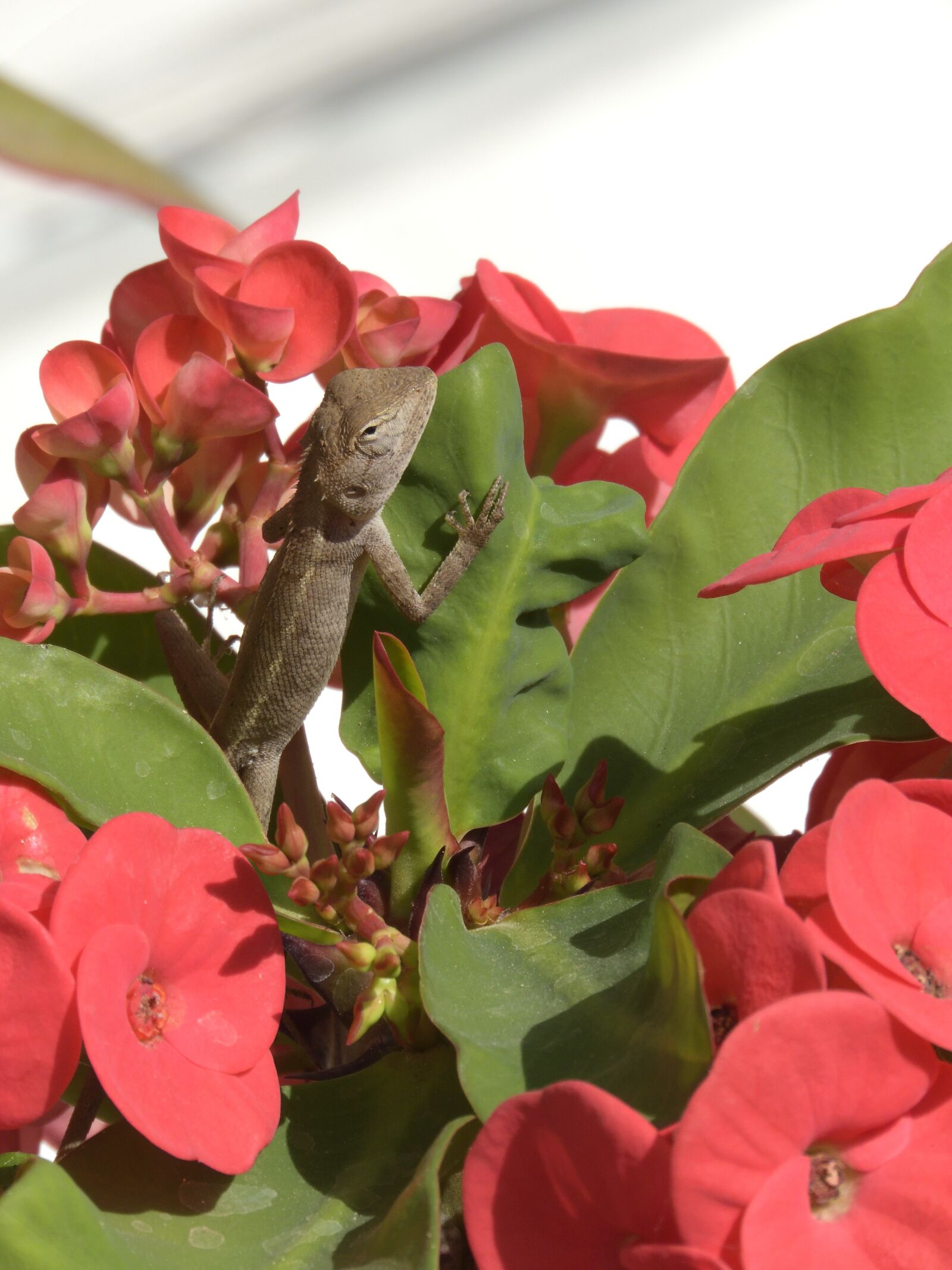 Nikon Coolpix B700 sample photo. Lizard, flowers, animal photography