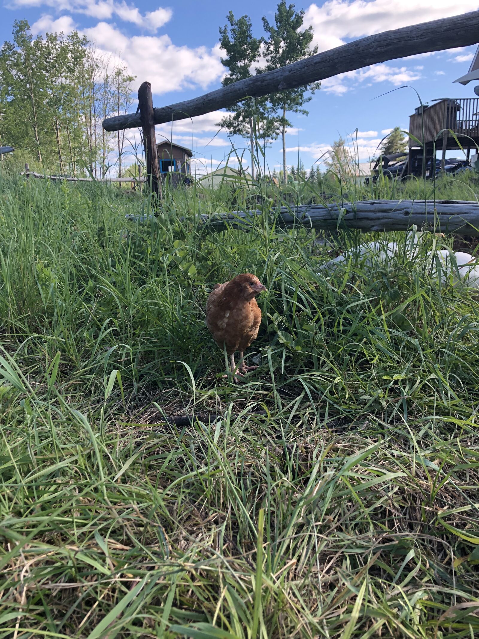 iPhone 8 back camera 3.99mm f/1.8 sample photo. Chick, hen, chicken photography
