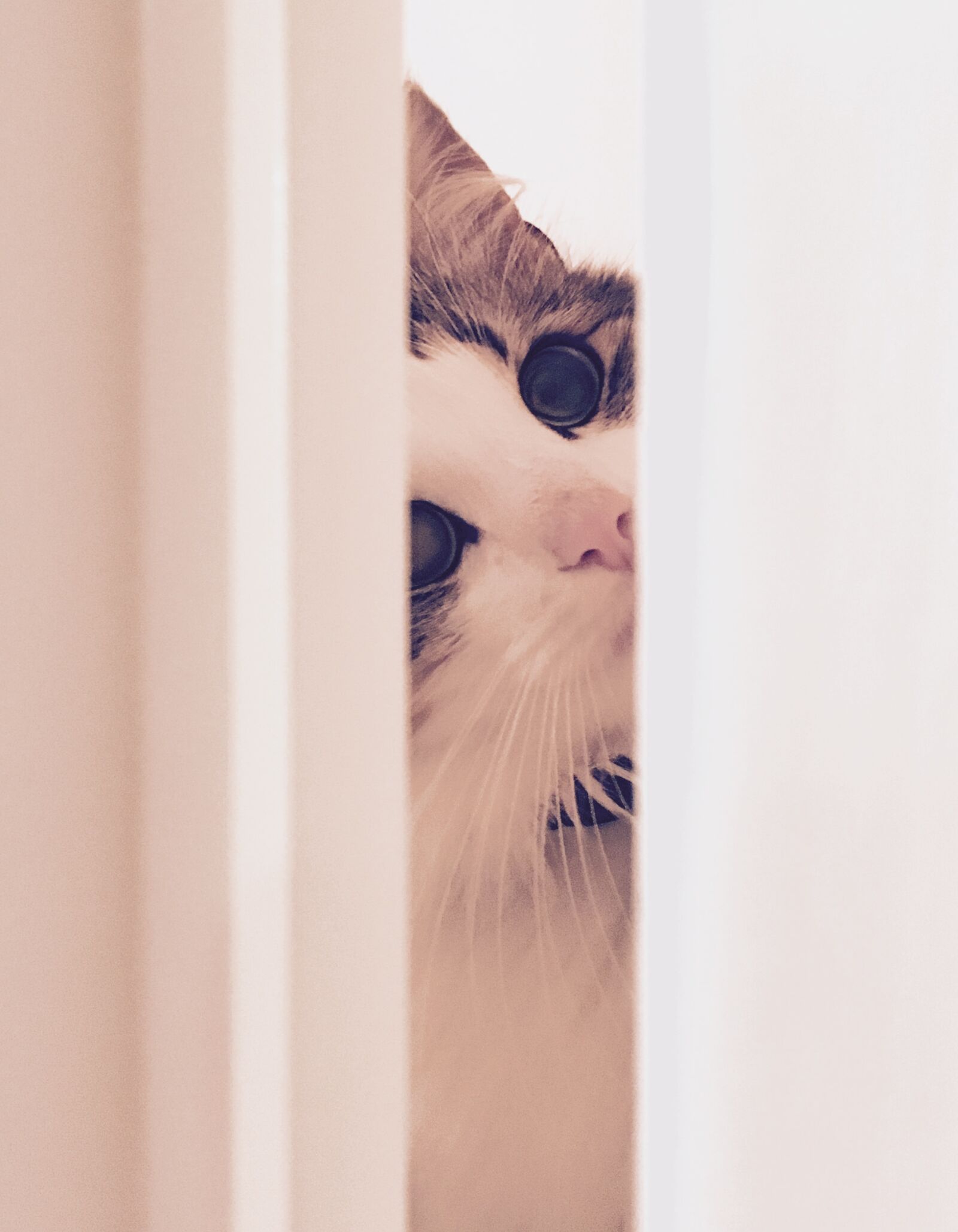 Apple iPhone 6s sample photo. Behind, cat, door, hiding photography