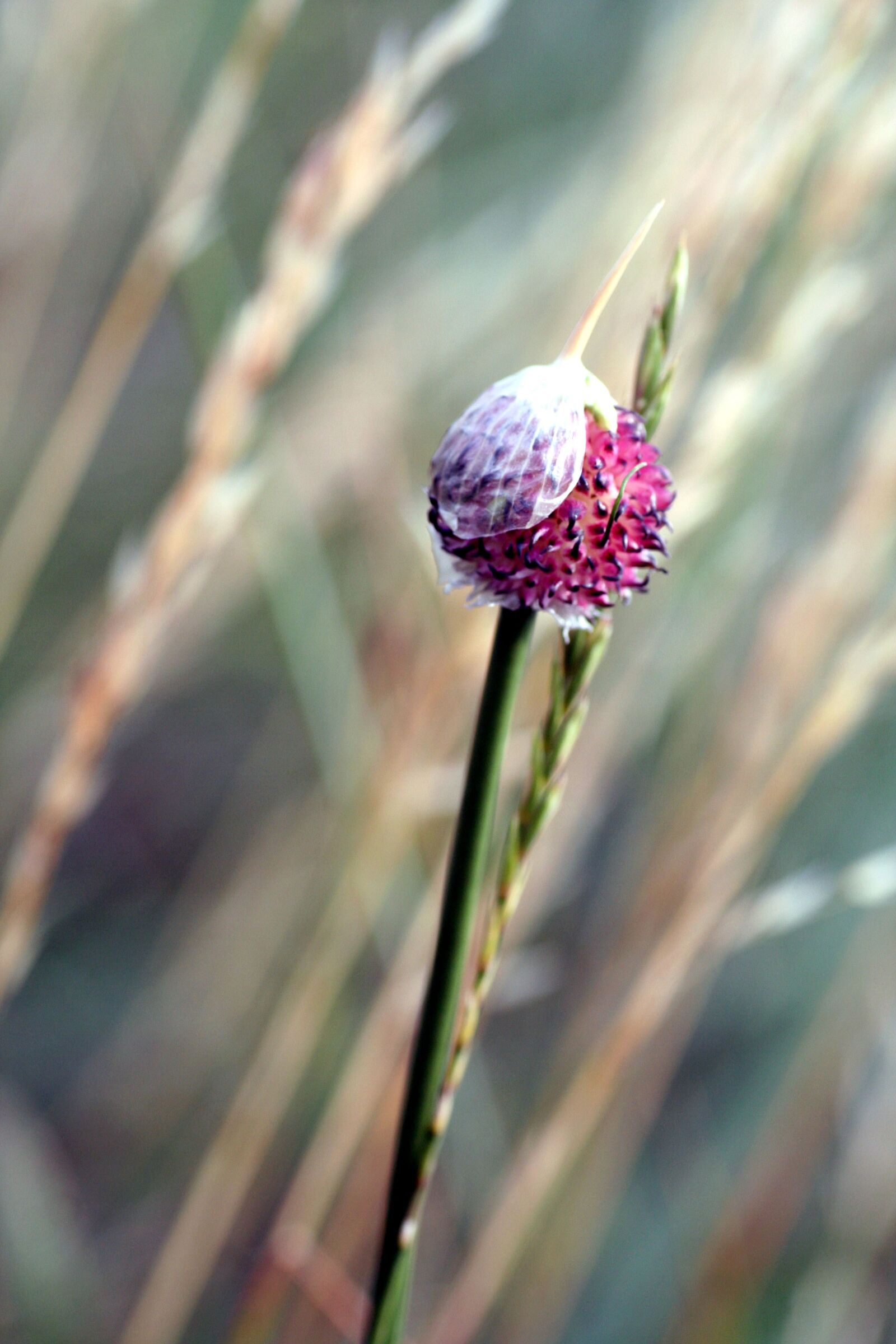 Canon EOS 350D (EOS Digital Rebel XT / EOS Kiss Digital N) sample photo. Flower, wild, rod photography