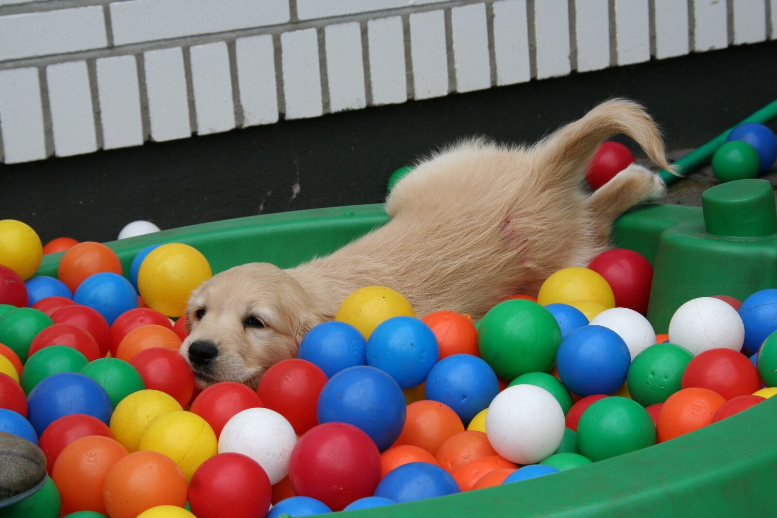 Canon EOS 350D (EOS Digital Rebel XT / EOS Kiss Digital N) sample photo. Golden retriever puppy, puppy photography