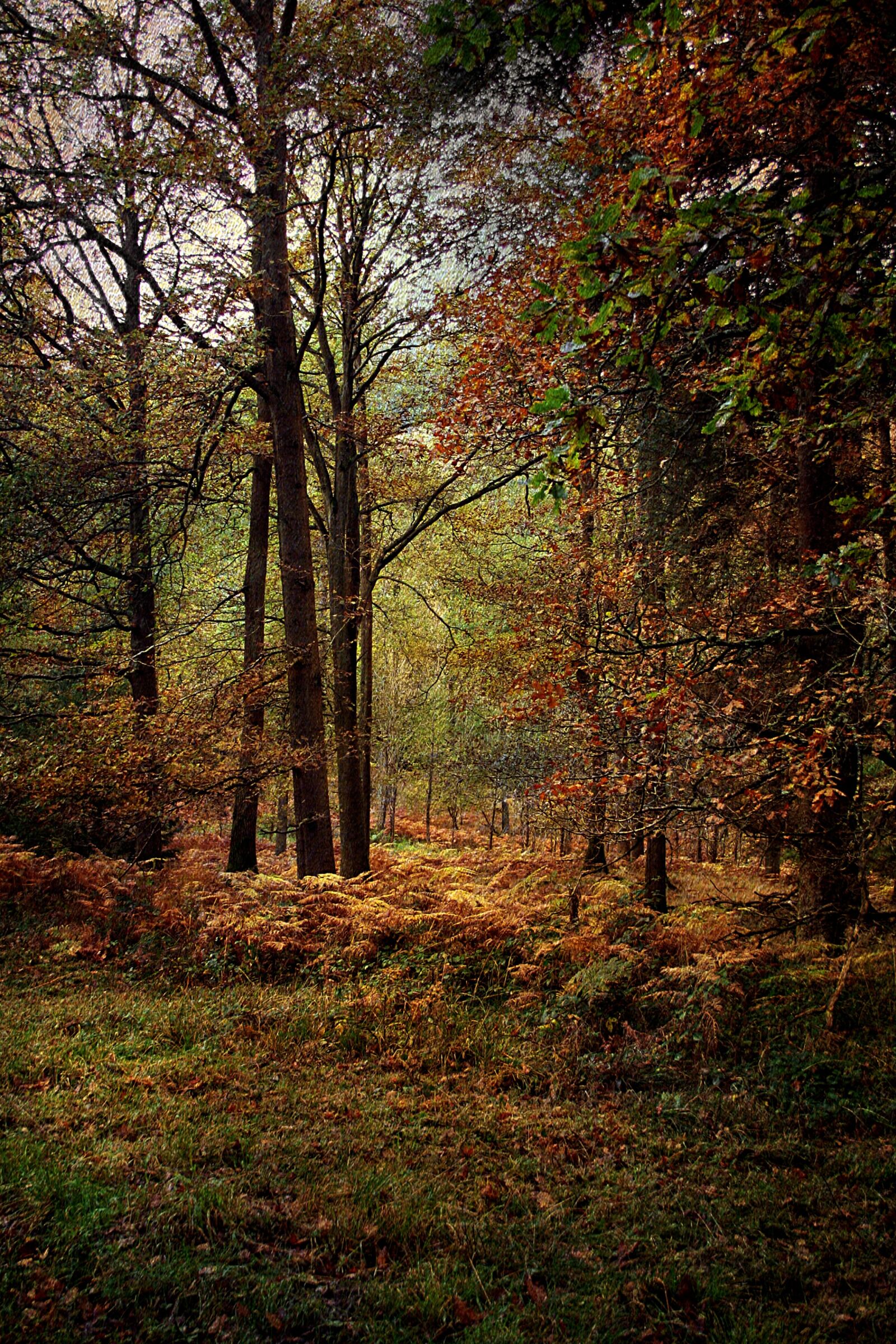 Canon EOS 350D (EOS Digital Rebel XT / EOS Kiss Digital N) sample photo. Forest, woodland, autumn photography