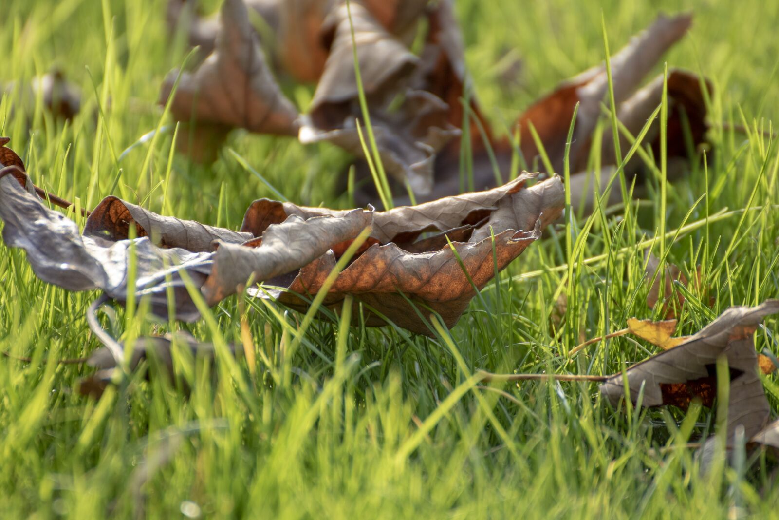 Canon EOS 750D (EOS Rebel T6i / EOS Kiss X8i) sample photo. Holidays, grass, green photography