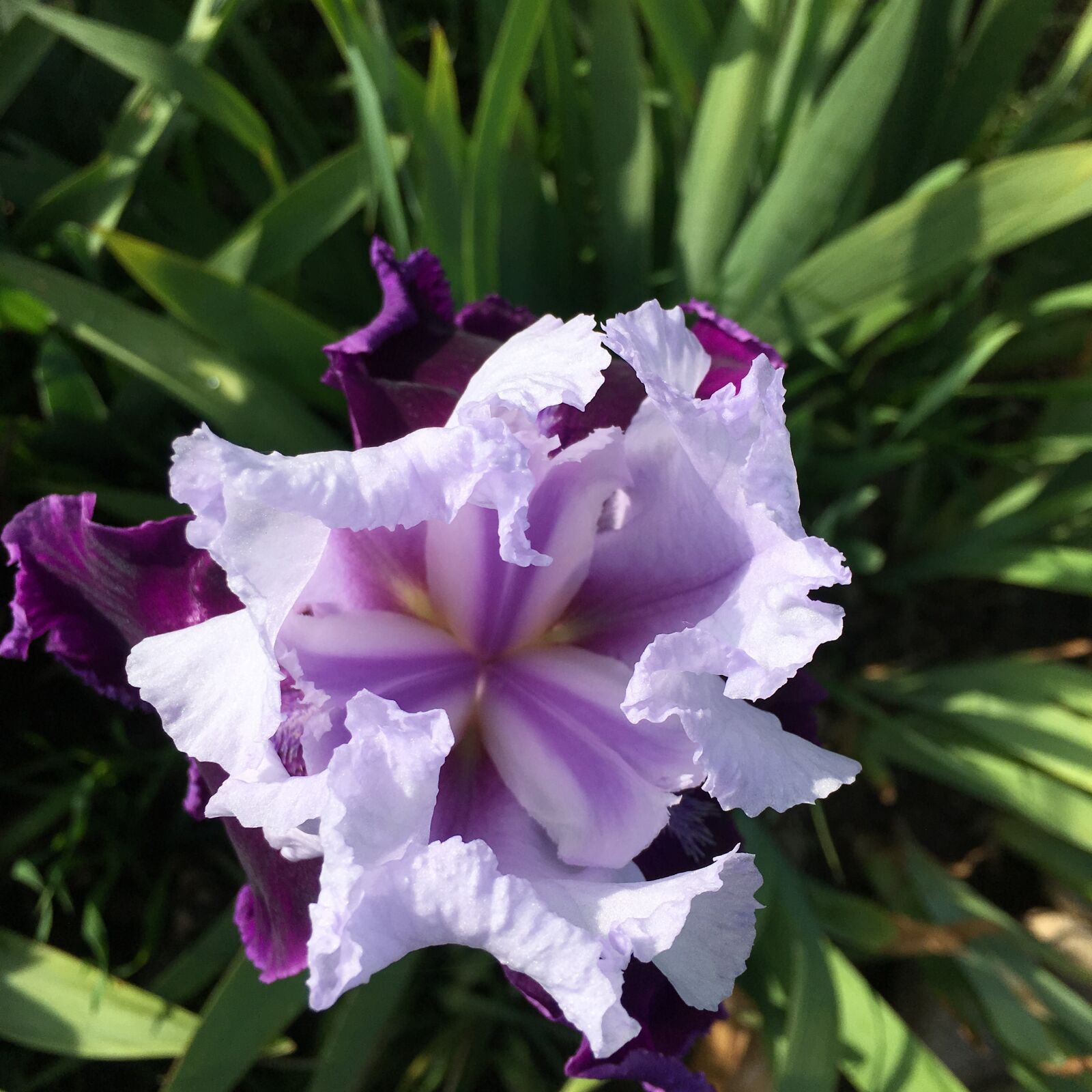 Apple iPhone 6s sample photo. Iris, purple flower, purple photography