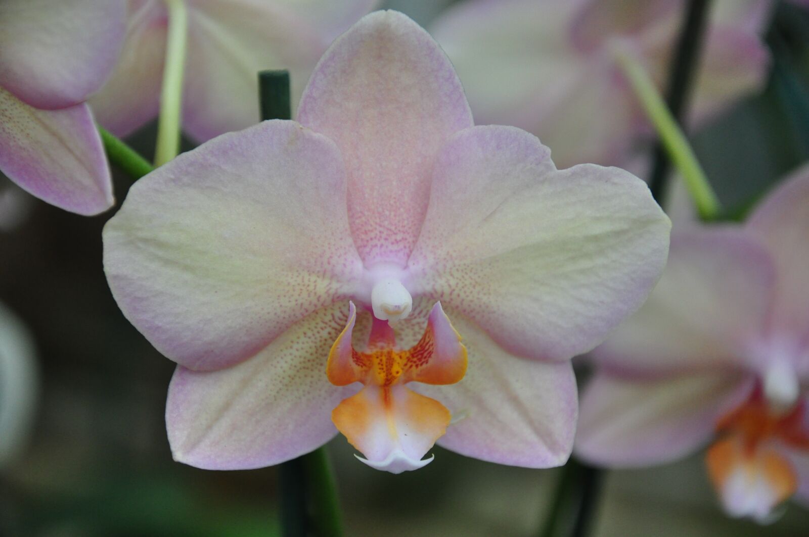 Nikon D90 sample photo. Flower, orchid, petal photography