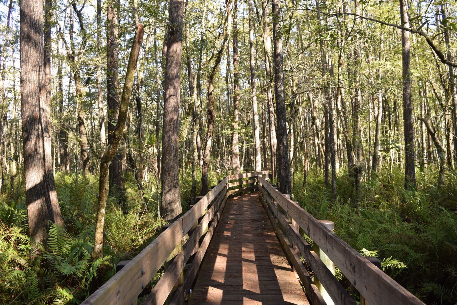 Nikon D3300 sample photo. Boardwalk, nature, walk photography