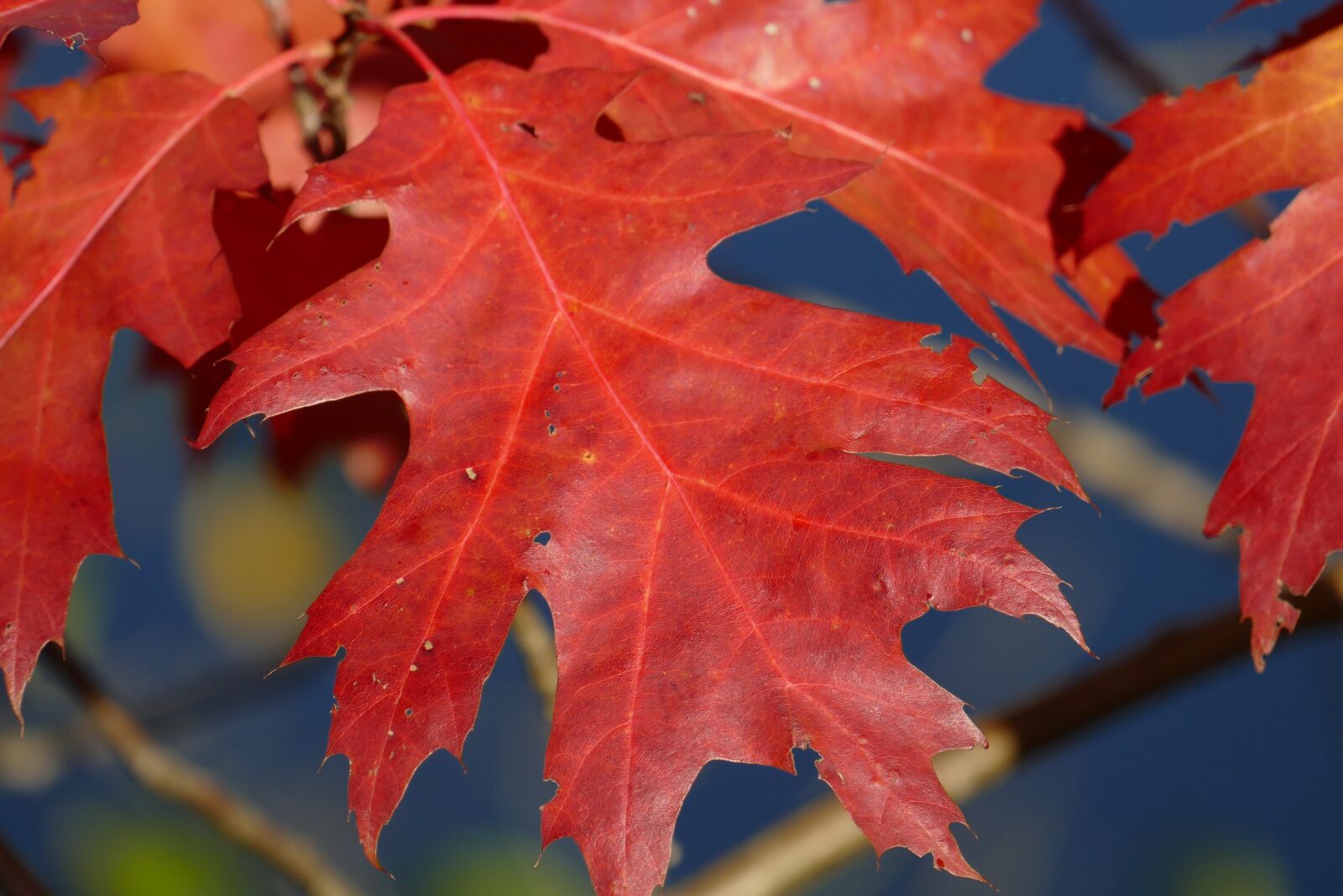 Panasonic Lumix DMC-FZ1000 sample photo. Macro, autumn leaf, sessile photography
