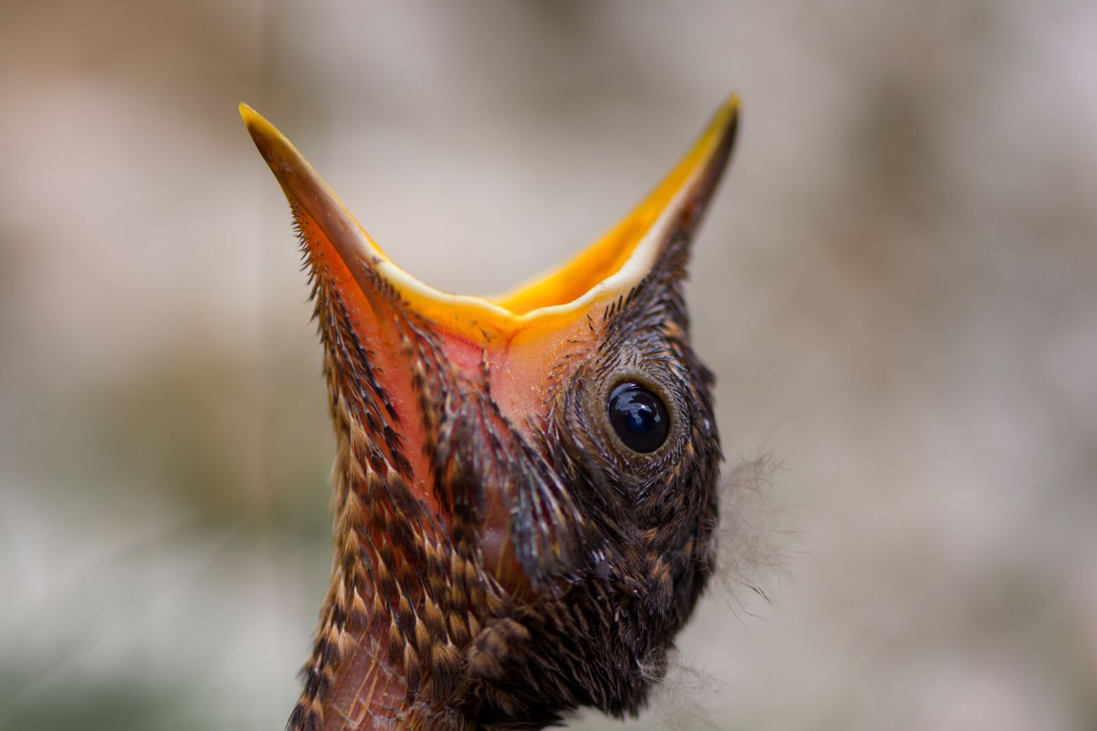 Nikon D7200 sample photo. Blackbird, chicken, bird photography