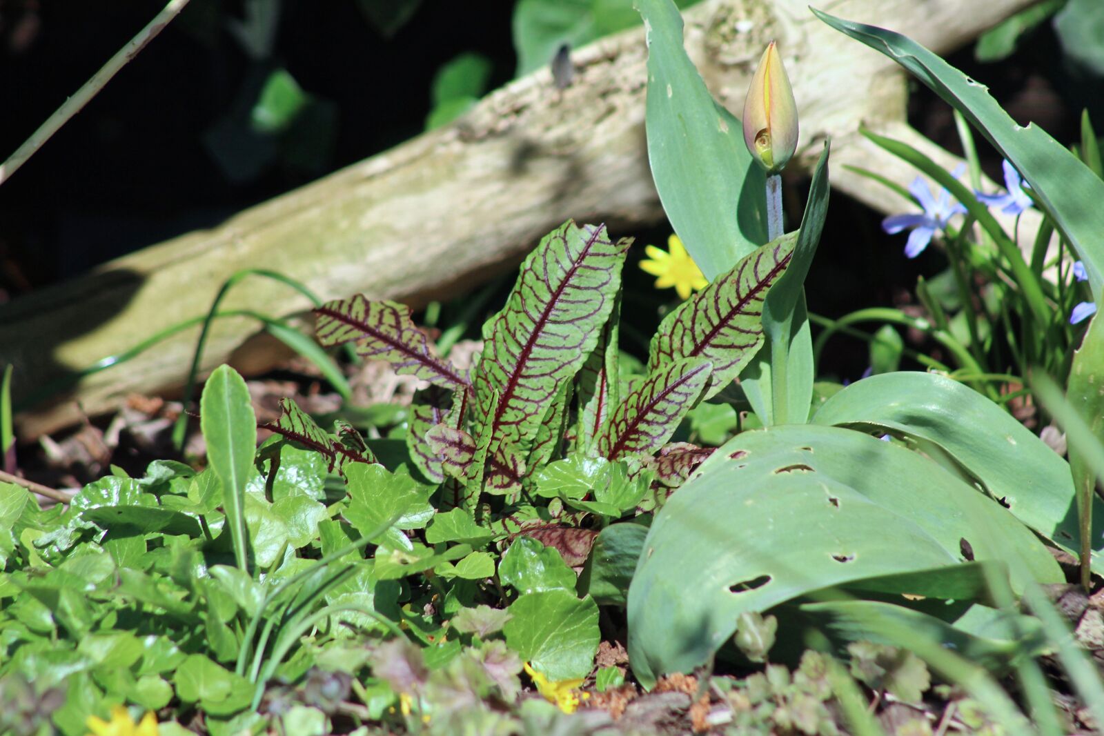 Canon EF75-300mm f/4-5.6 sample photo. Garden, telephoto, sorrel photography