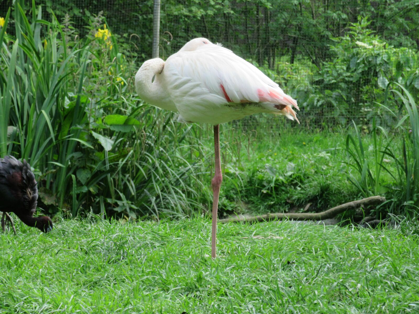 Canon PowerShot SX600 HS sample photo. Flamingo, zoo, animal photography