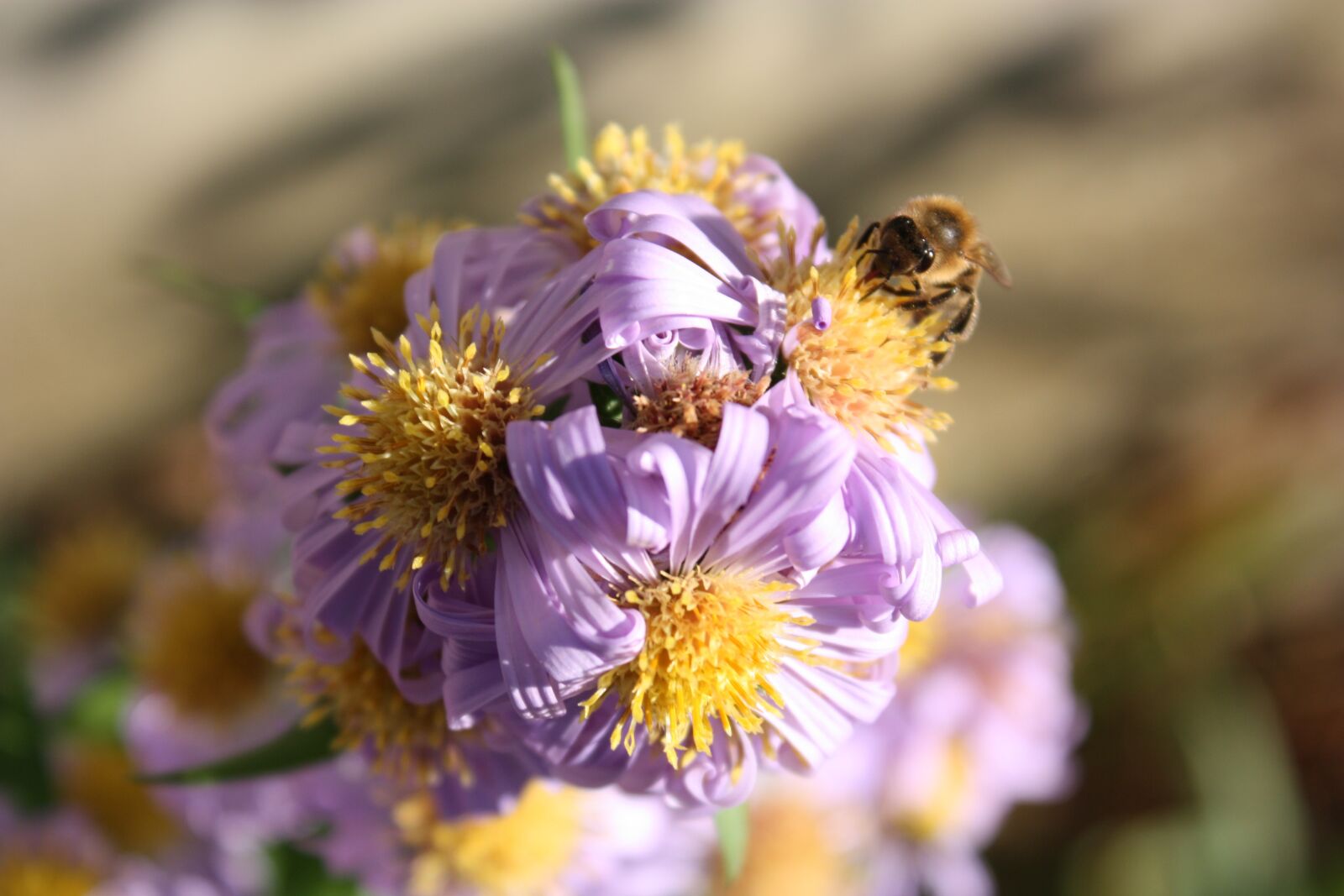 Canon EOS 450D (EOS Rebel XSi / EOS Kiss X2) sample photo. Flower, bee, insect photography