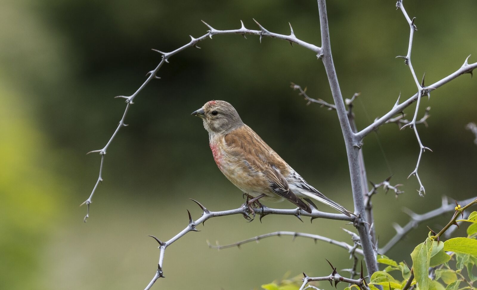 Nikon D7200 sample photo. Linaria cannabina, bird, tree photography