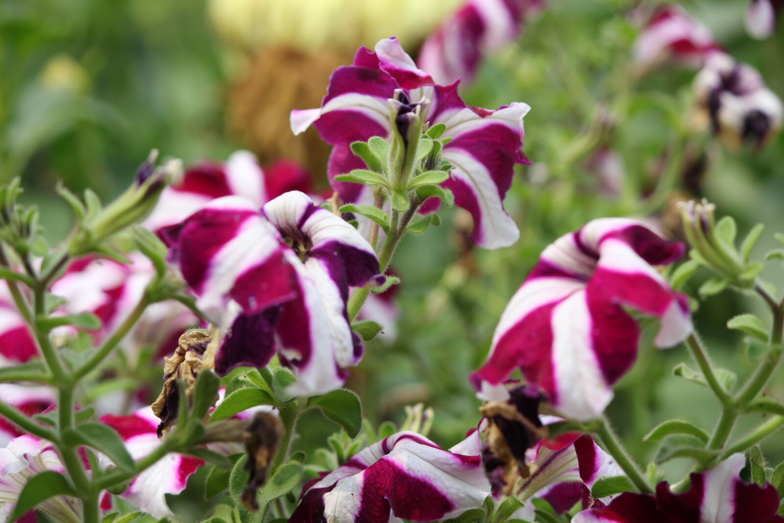 Canon EF-S 55-250mm F4-5.6 IS II sample photo
