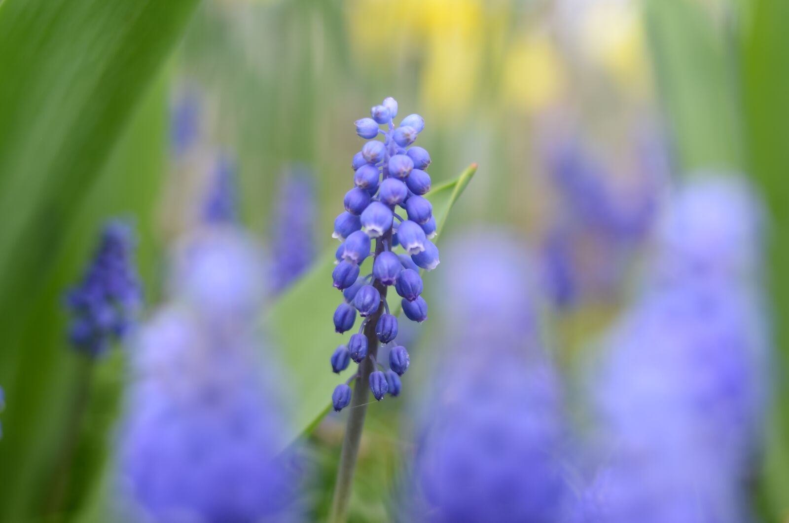 Nikon D5100 sample photo. Blue, flower, flowers photography