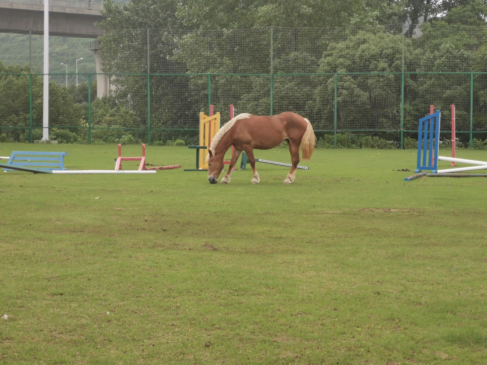HUAWEI P30 sample photo. Brown horse, eating grass photography