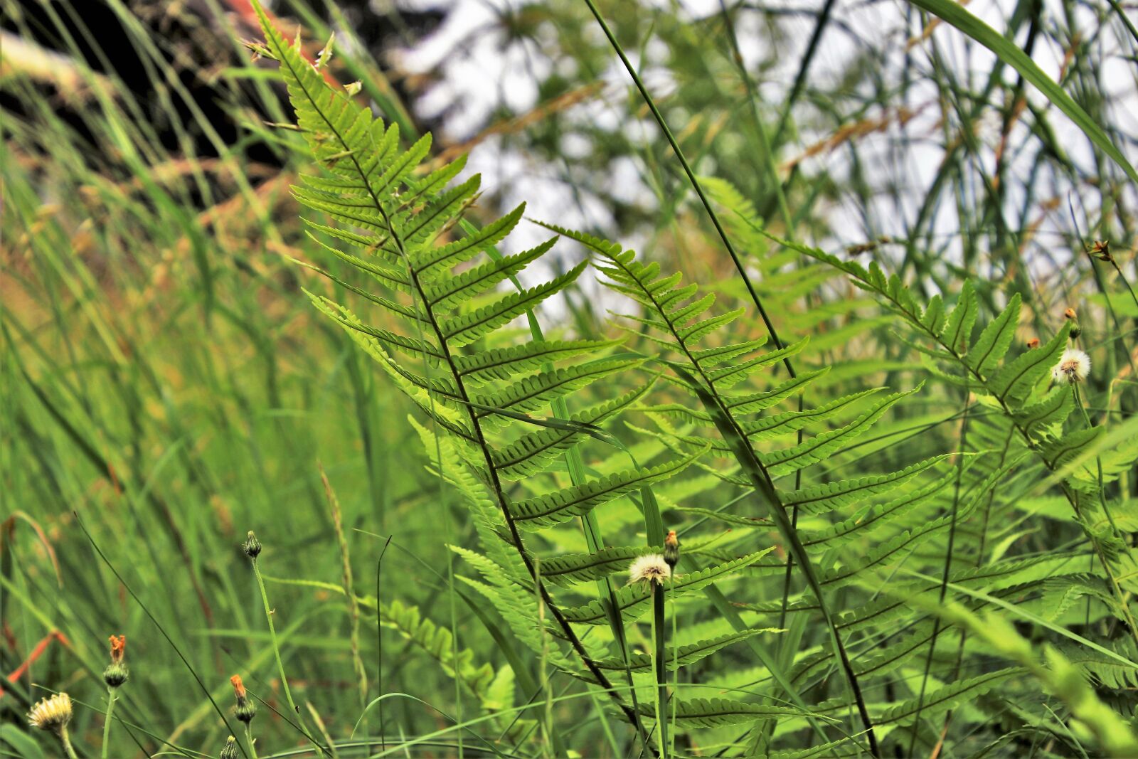 Canon EOS 80D sample photo. Ferns, alpine, grass photography