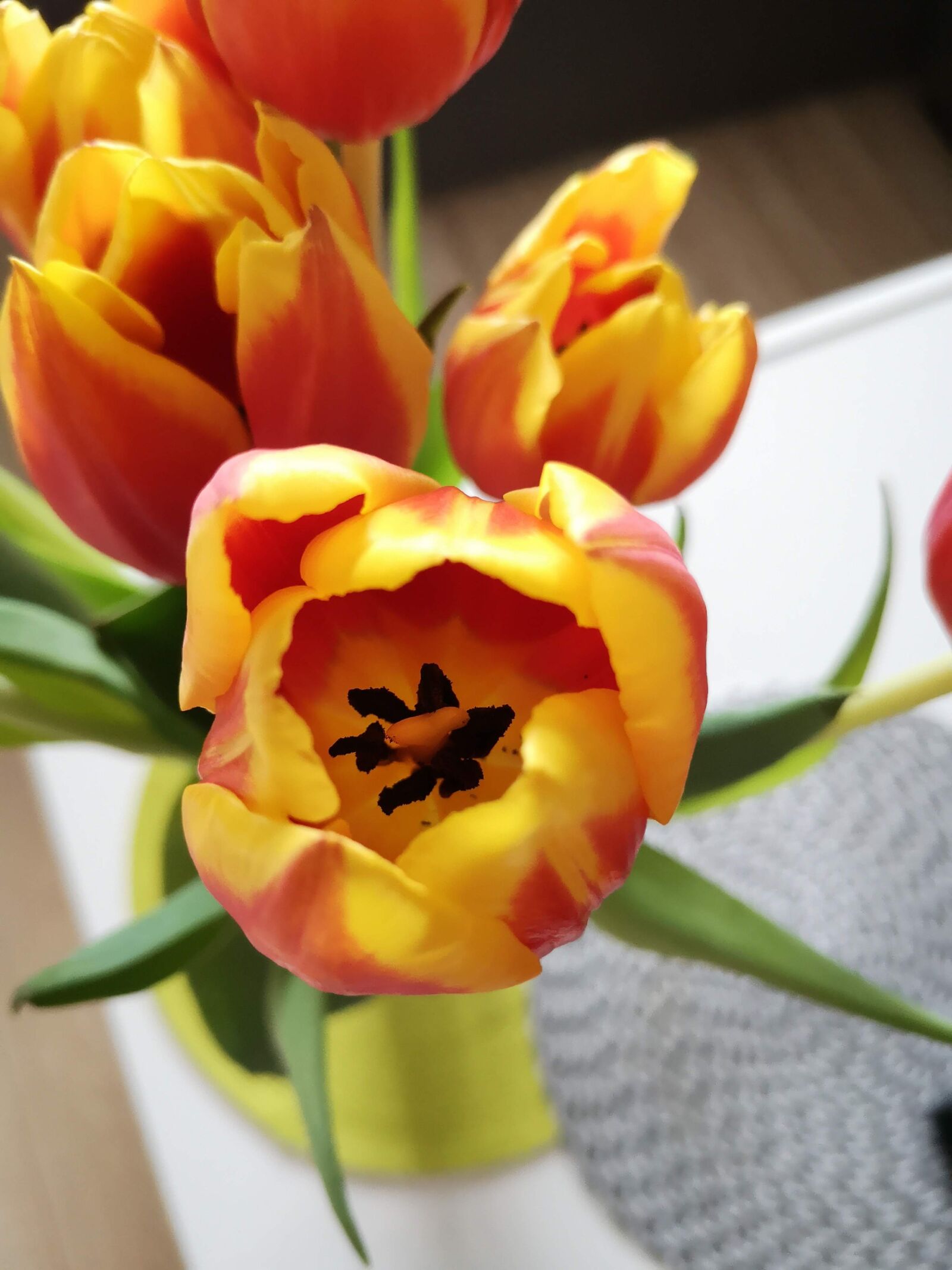 HUAWEI P20 sample photo. Tulip, tulips, flower photography