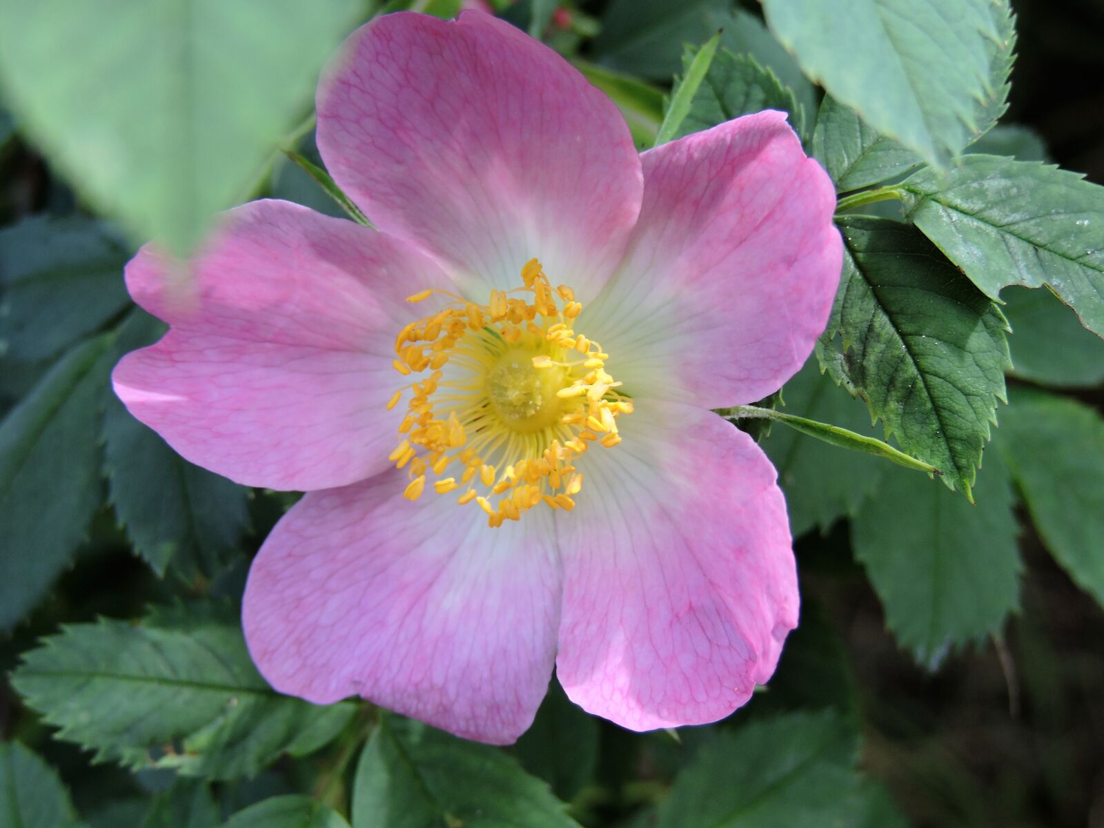 Nikon Coolpix P530 sample photo. Wild rose, rosaceae, pink photography