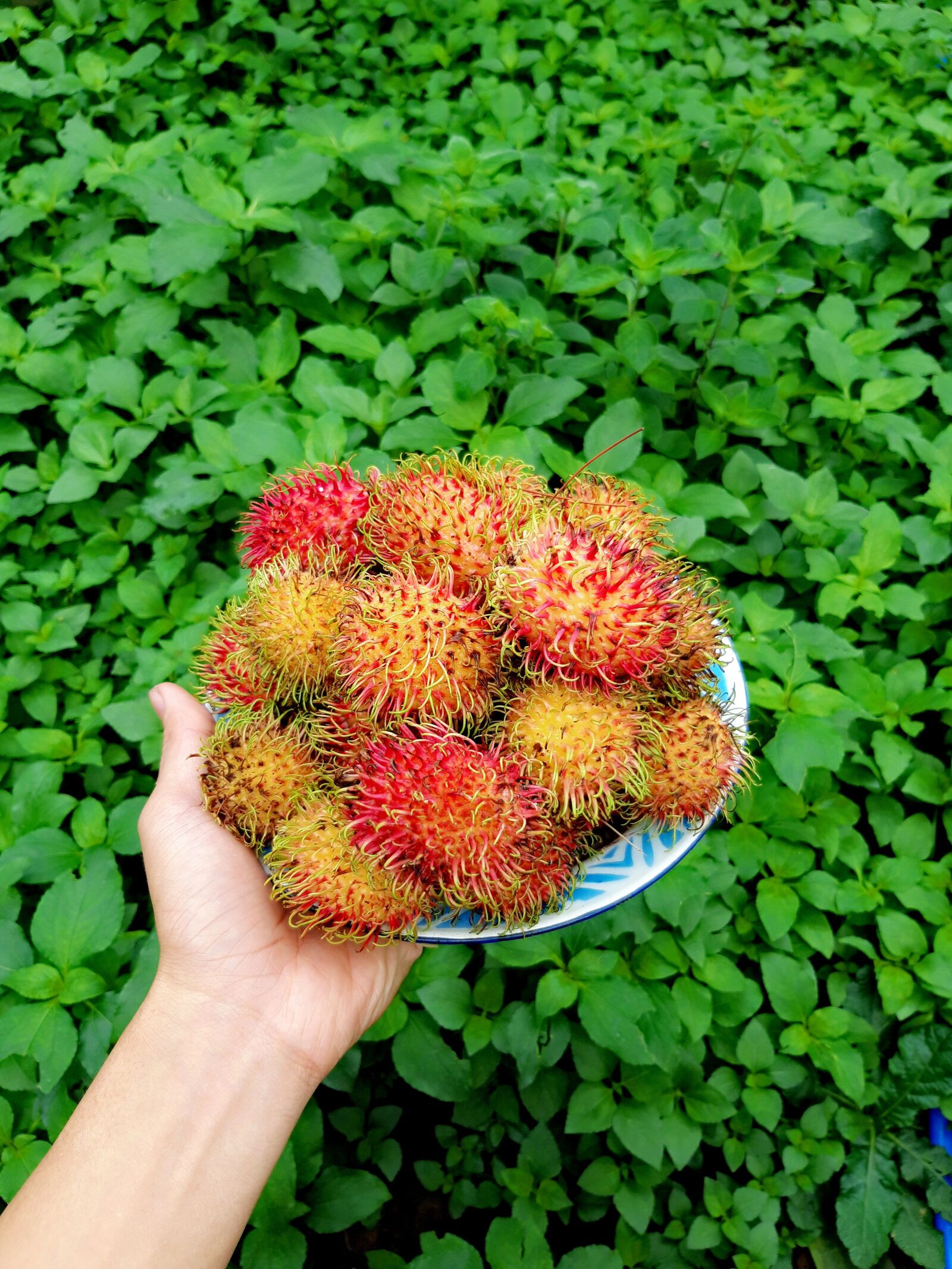 Samsung Galaxy A6 sample photo. Fruits, foods, green photography
