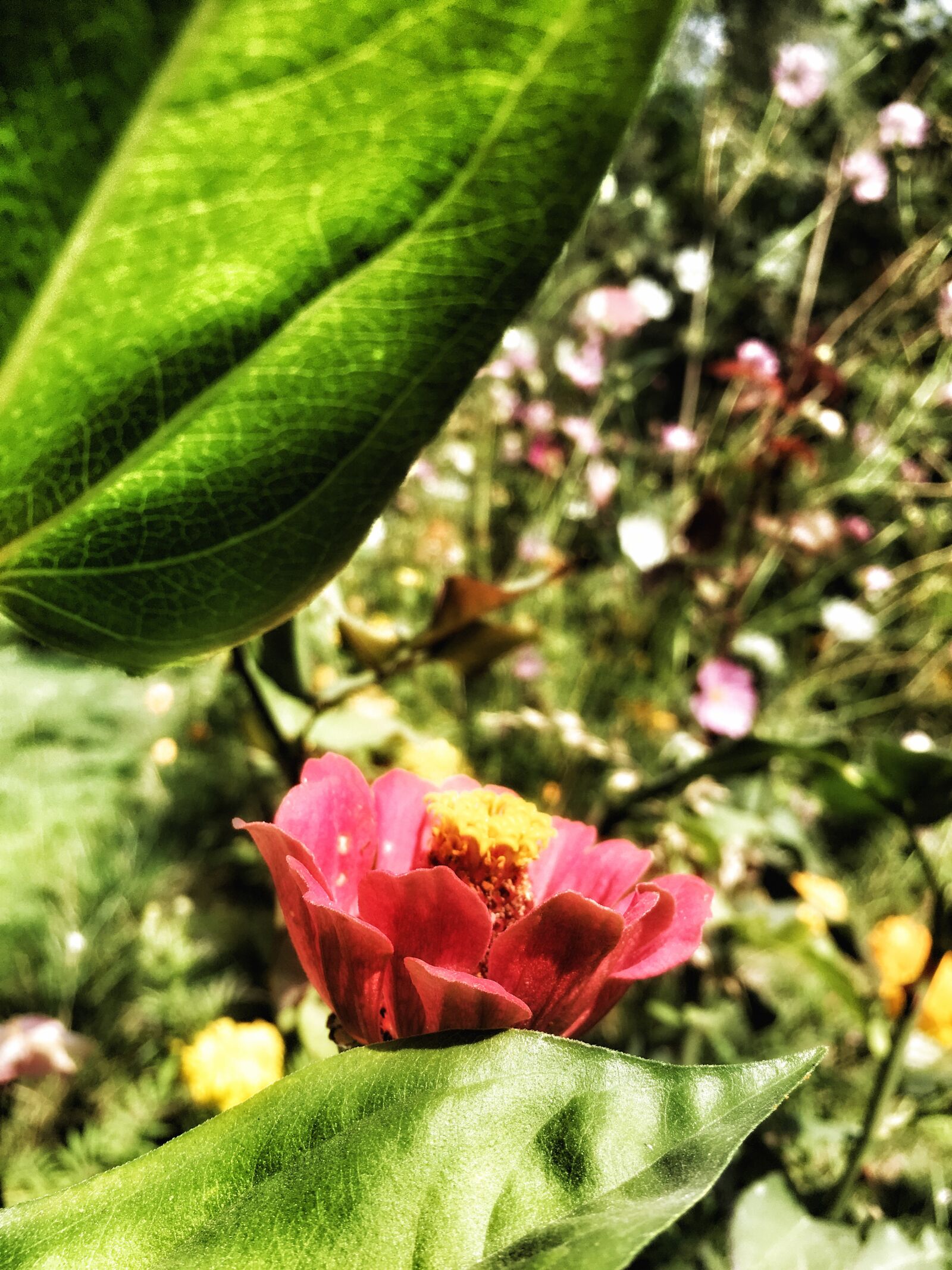 Apple iPhone 6s sample photo. Flower, nature, green photography