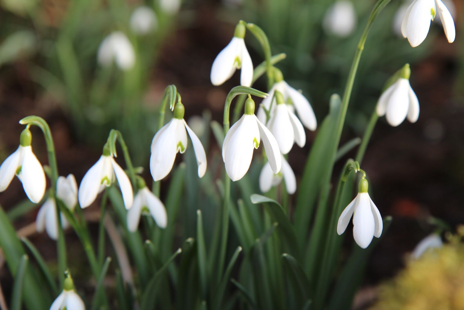 Canon EOS 600D (Rebel EOS T3i / EOS Kiss X5) sample photo. Perce-neige, spring, white flowers photography