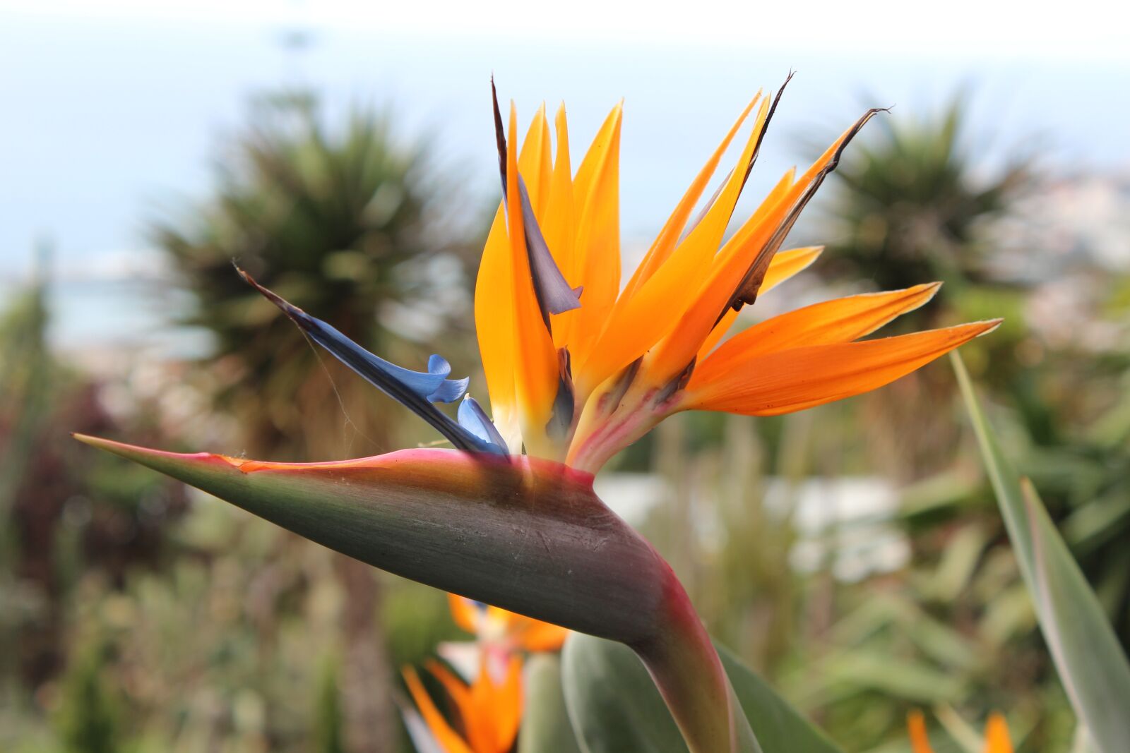 Canon EOS 600D (Rebel EOS T3i / EOS Kiss X5) sample photo. Flower, tropical, orange photography