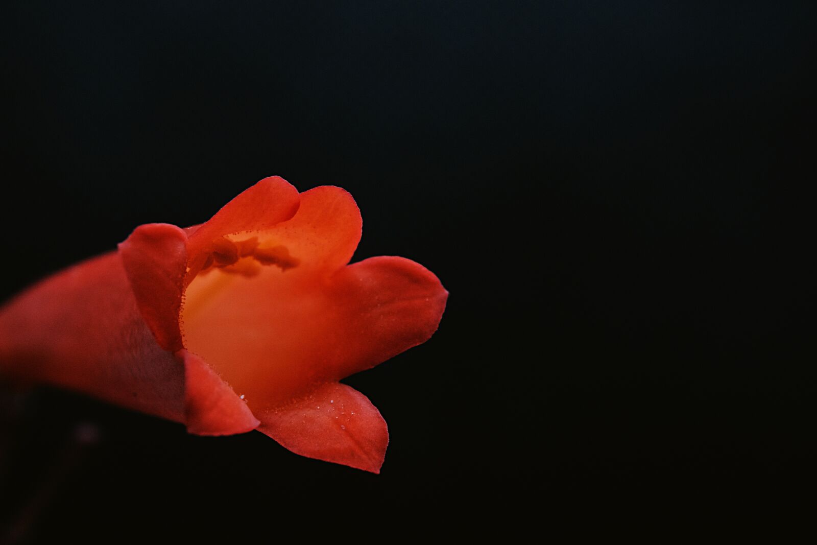 Canon EF-S 18-55mm F3.5-5.6 IS STM sample photo. Flower, petal, stem photography