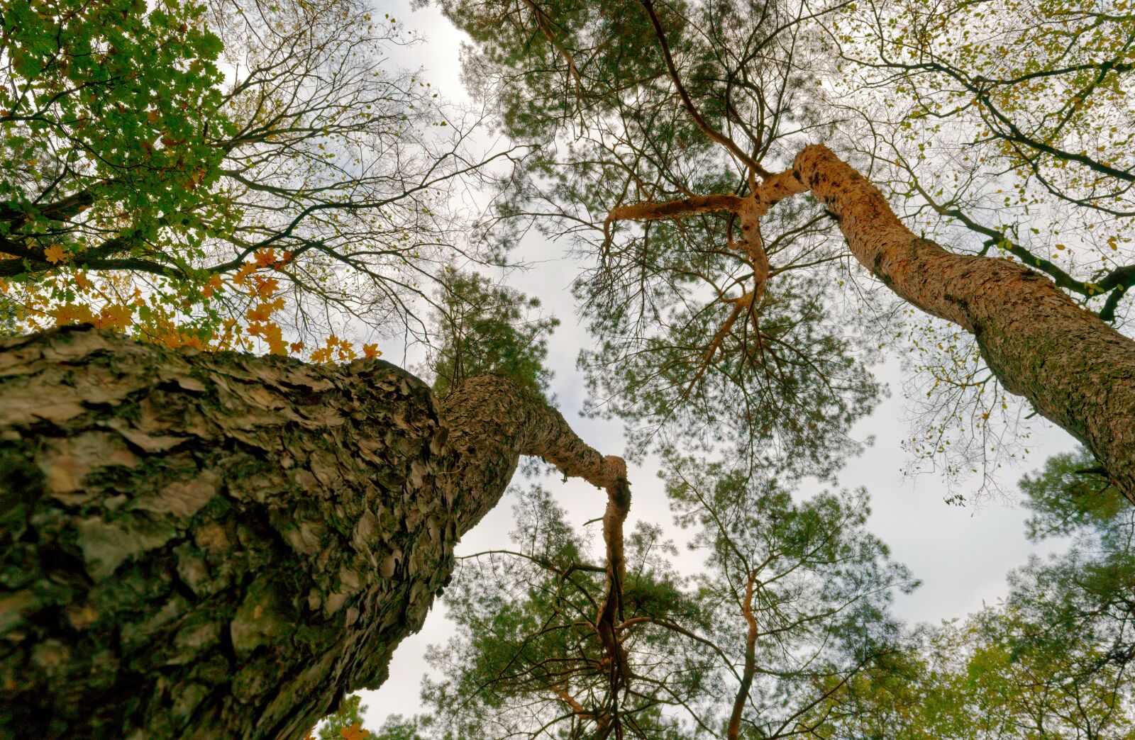 Nikon D3100 sample photo. Trees, nature, forest photography