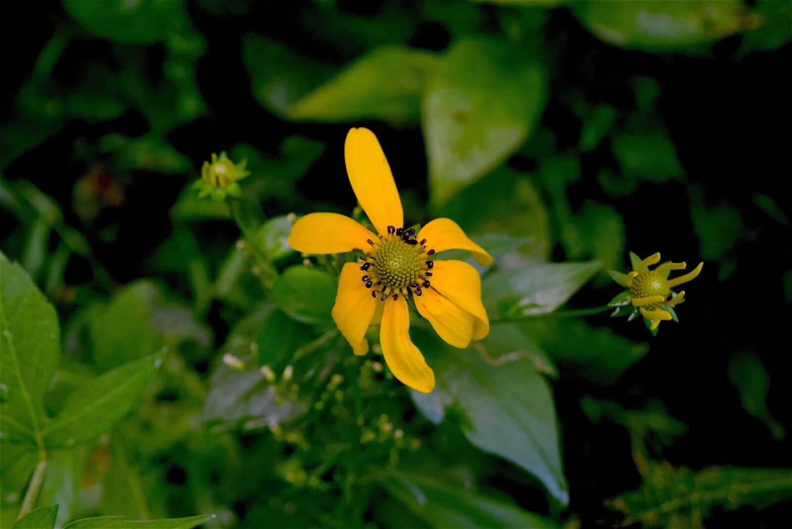 Nikon D3300 sample photo. Flower, nature, bloom photography