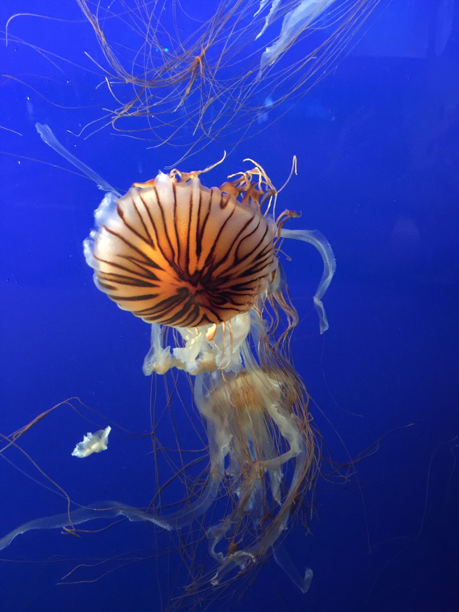 iPhone 6 Plus back camera 4.15mm f/2.2 sample photo. Jellyfish, sea, salt water photography
