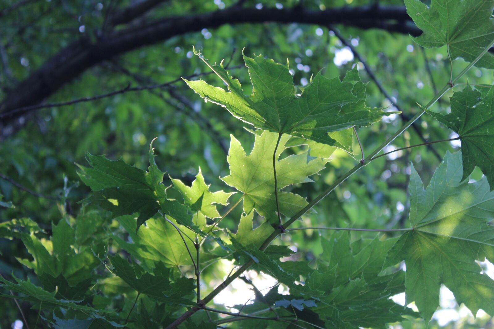 Canon EOS 1300D (EOS Rebel T6 / EOS Kiss X80) sample photo. Nature, природа, green photography