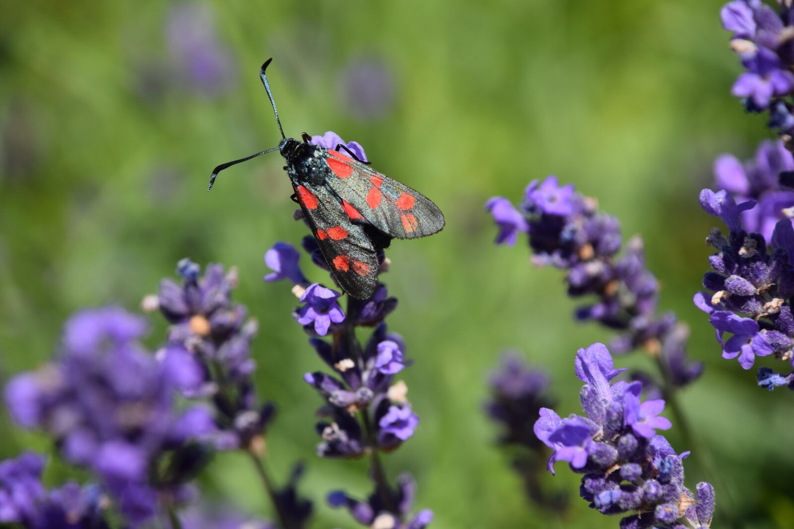 Nikon D5300 sample photo. Bastardsvärmare, butterfly, lavender photography