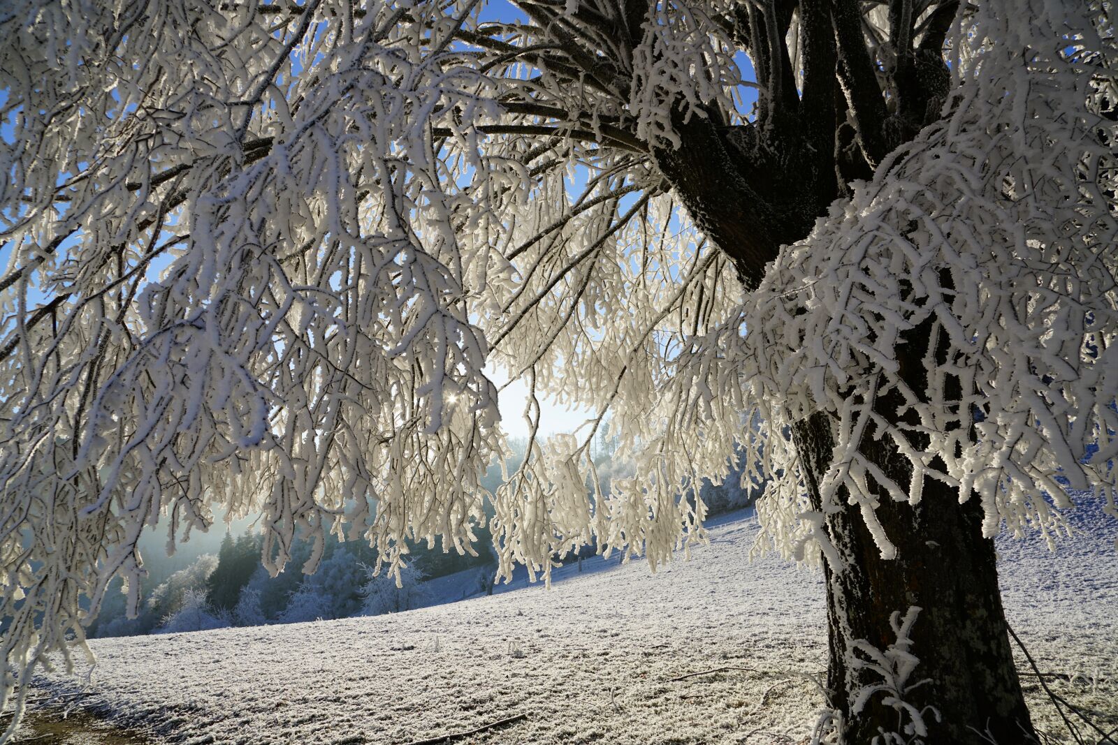 Sony a7R II + Sony FE 24-240mm F3.5-6.3 OSS sample photo. Tree, hoarfrost, branch photography