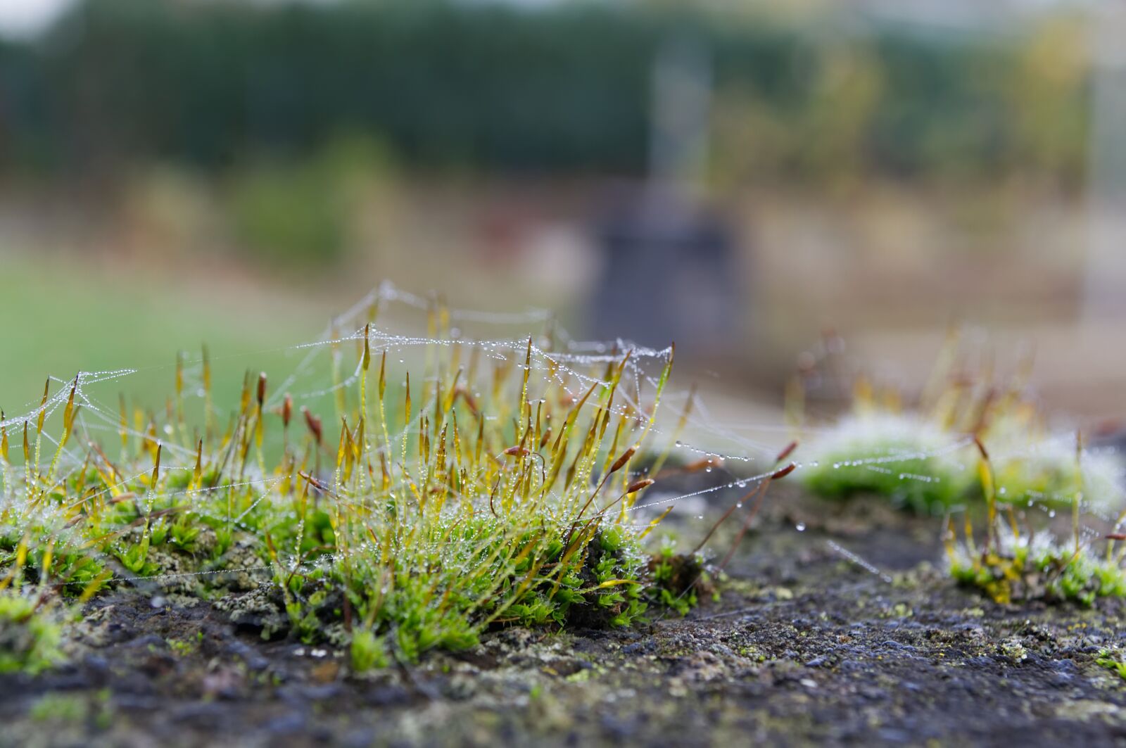 Nikon D3100 sample photo. Moss, drop of water photography