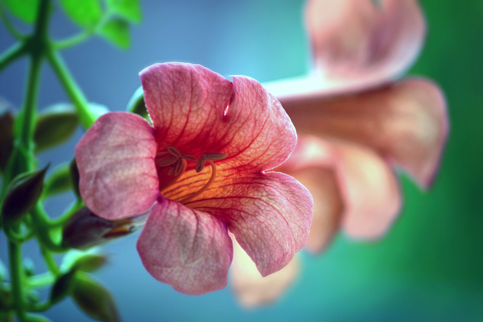 Nikon D5300 sample photo. Flower, flora, garden photography